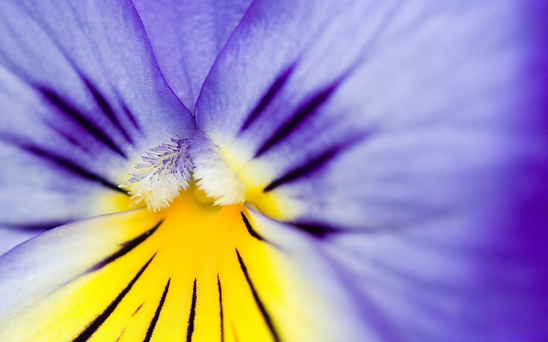 fleurs fleur couleur nature flore