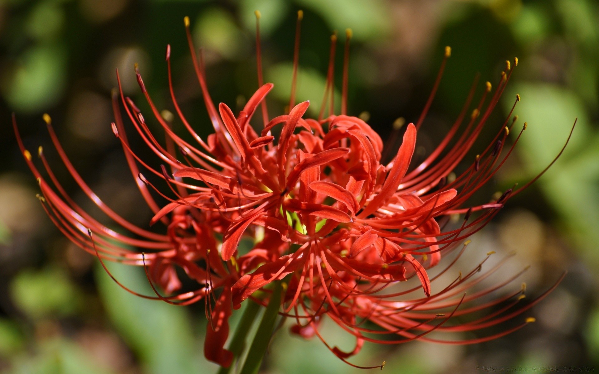 flowers nature flora leaf garden flower color close-up outdoors tree