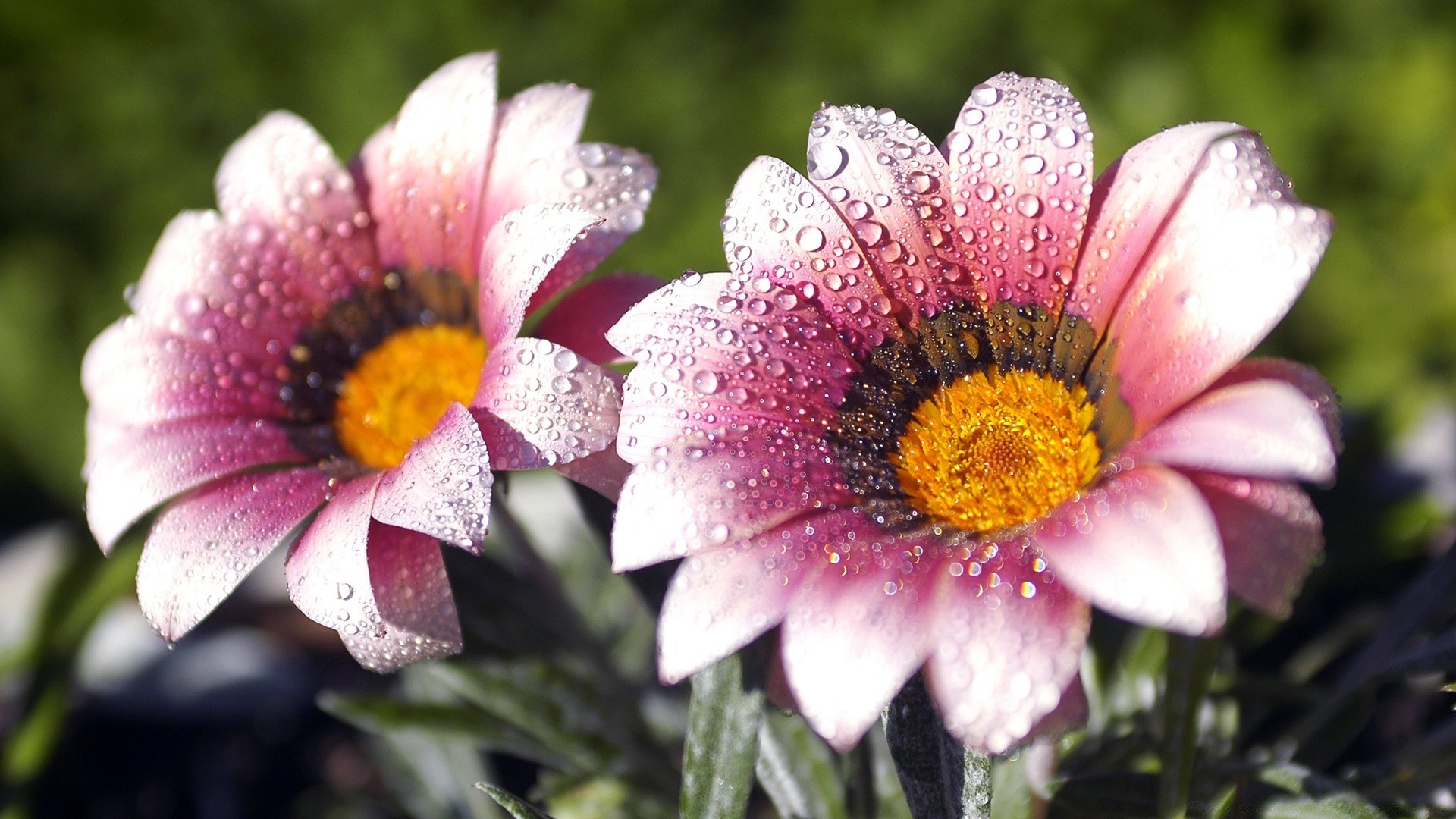 flowers flower nature flora garden summer floral petal blooming color leaf bright season close-up beautiful botanical field bouquet growth