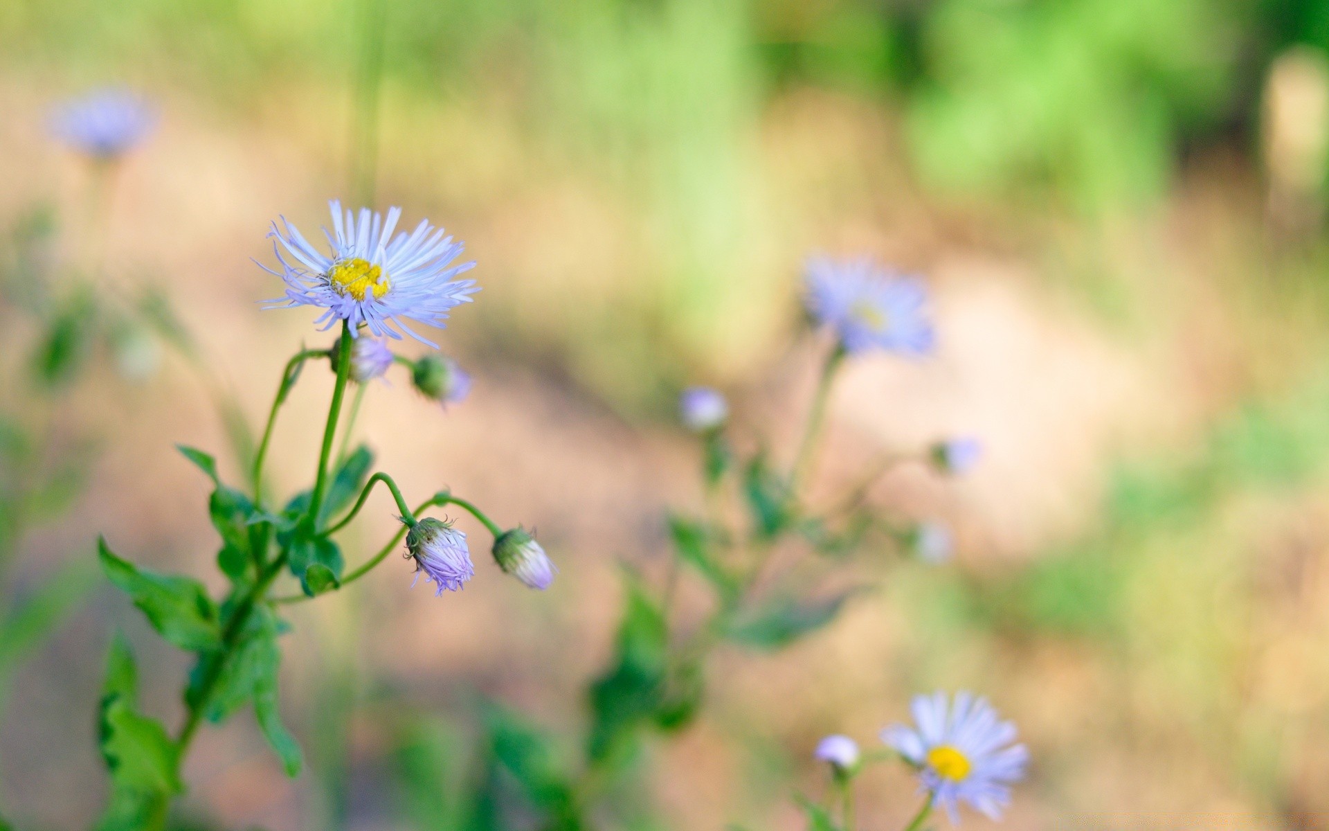 kwiaty kwiat natura flora lato liść ogród na zewnątrz pole trawa wzrost rozmycie sianokosy dziki płatek wildflower kolor dobra pogoda zbliżenie jasny