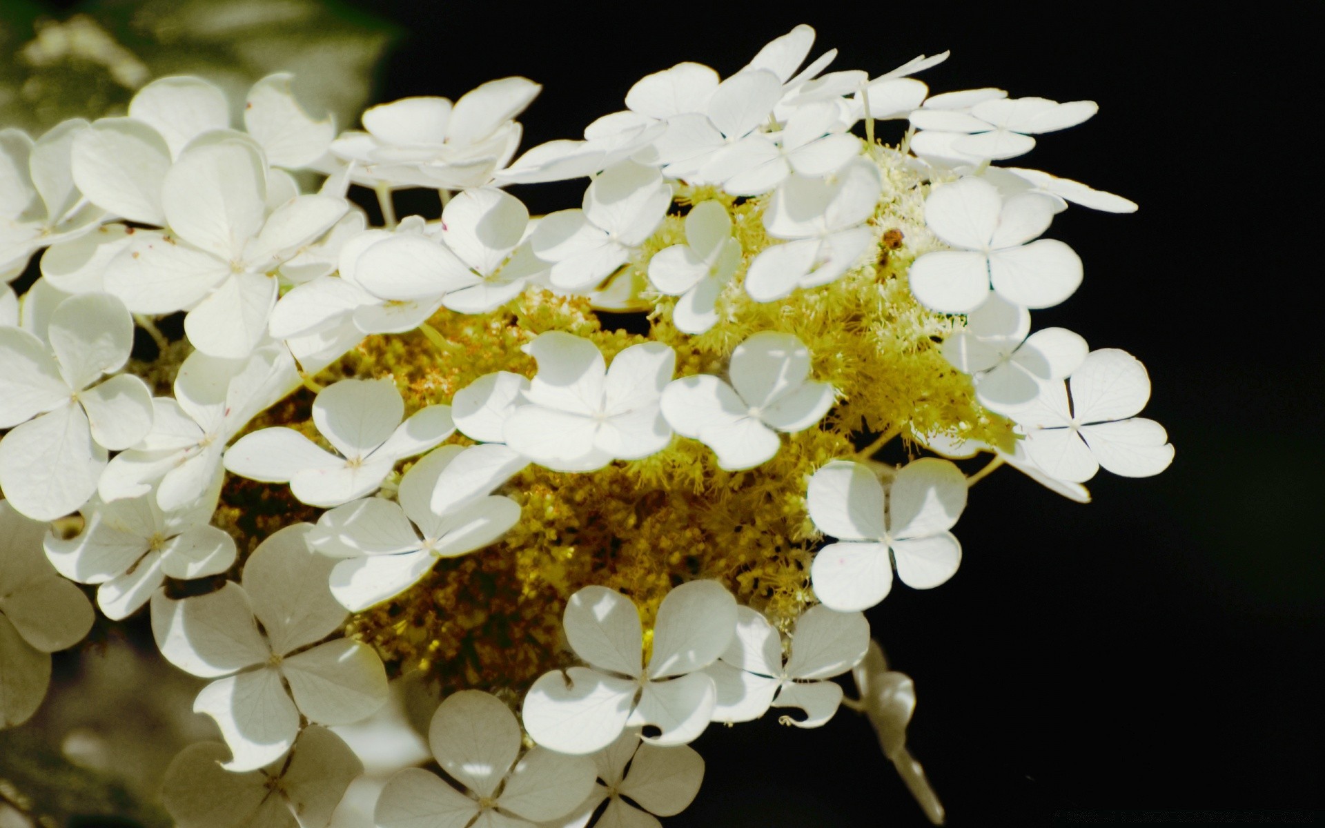 kwiaty natura flora kwiat oddział zbliżenie kolor liść jasny piękny ogród pulpit sezon lato kwiatowy bluming drzewo