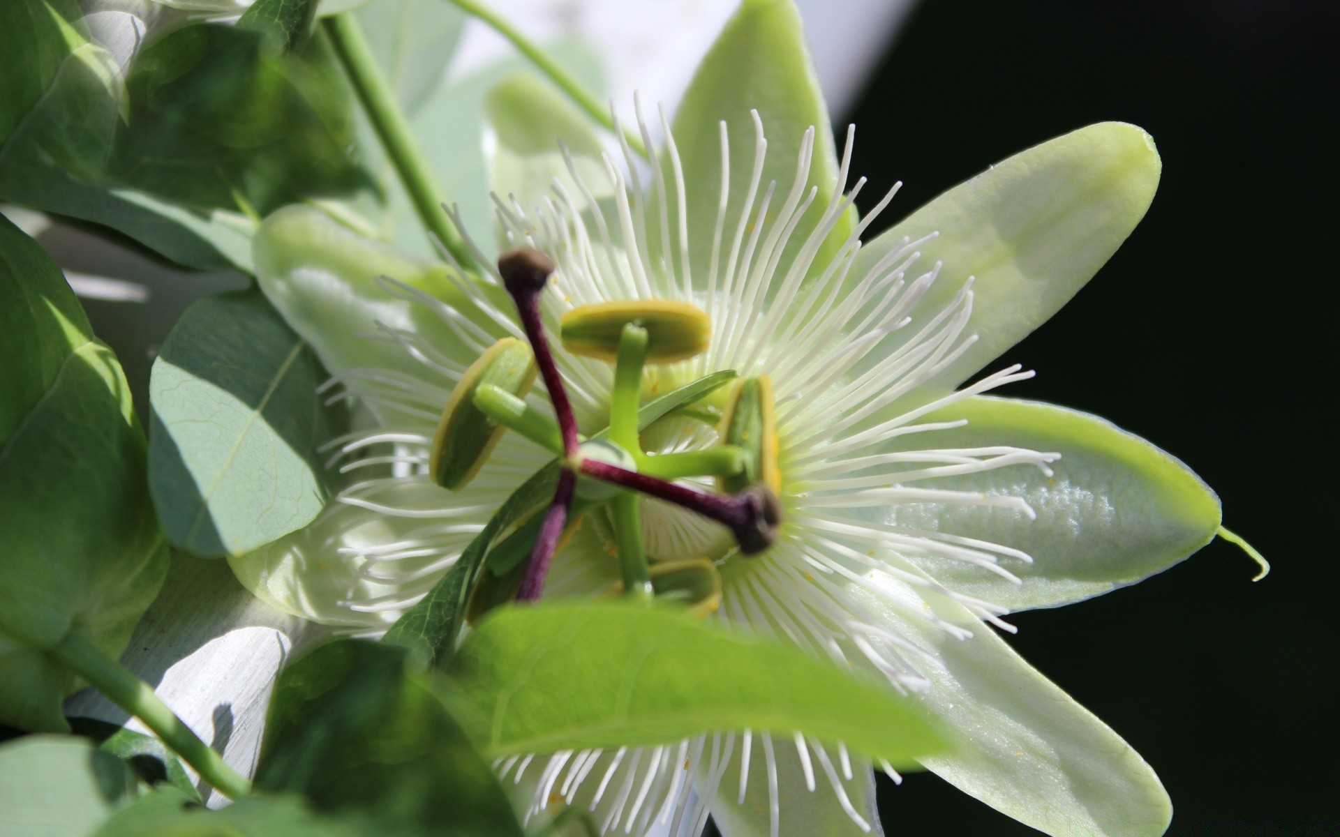 çiçekler doğa yaprak flora çiçek yaz yakın çekim bahçe büyüme tropikal çiçek parlak açık havada çiçeklenme renk masaüstü sezon