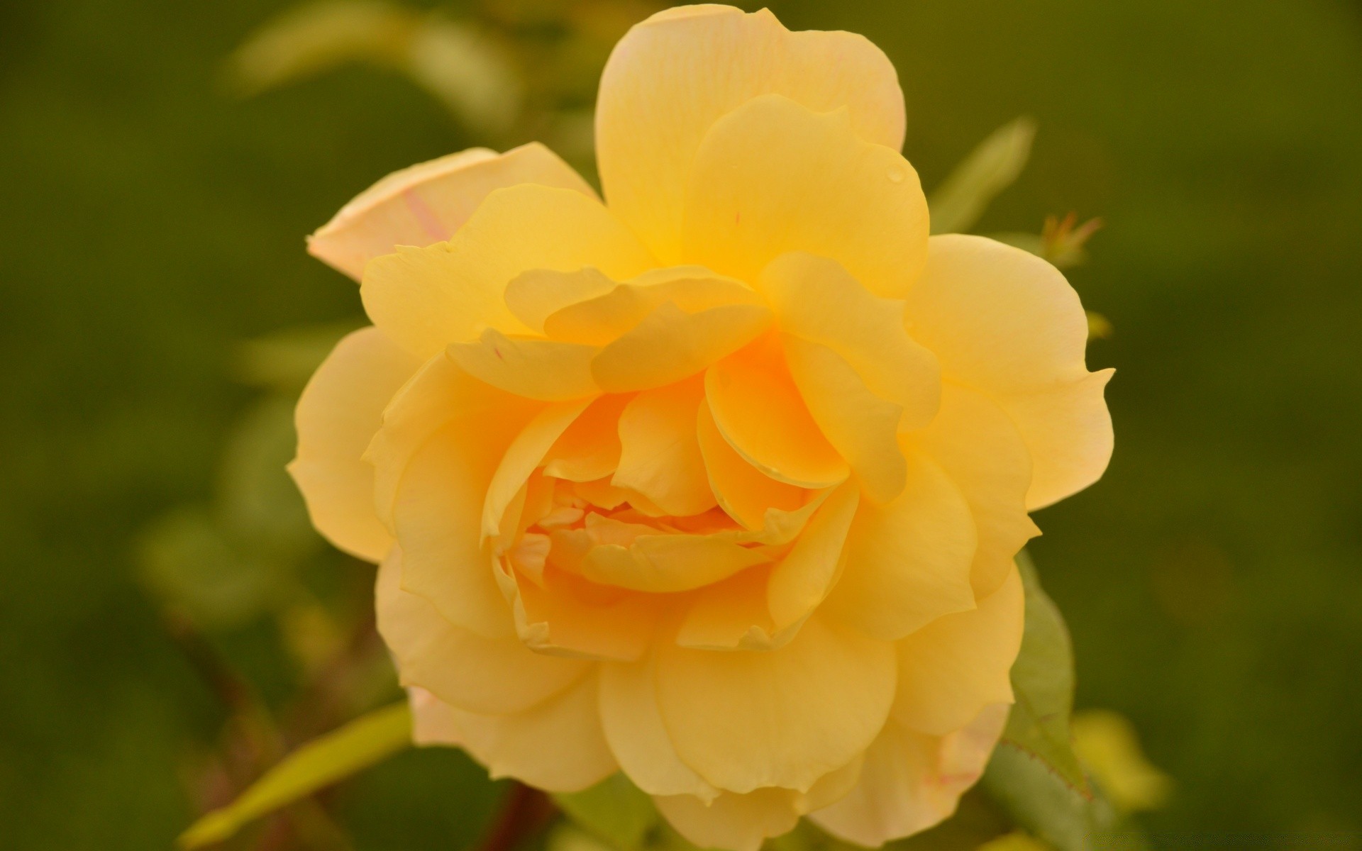 flowers nature flower leaf flora rose summer garden blooming petal floral color bright outdoors beautiful