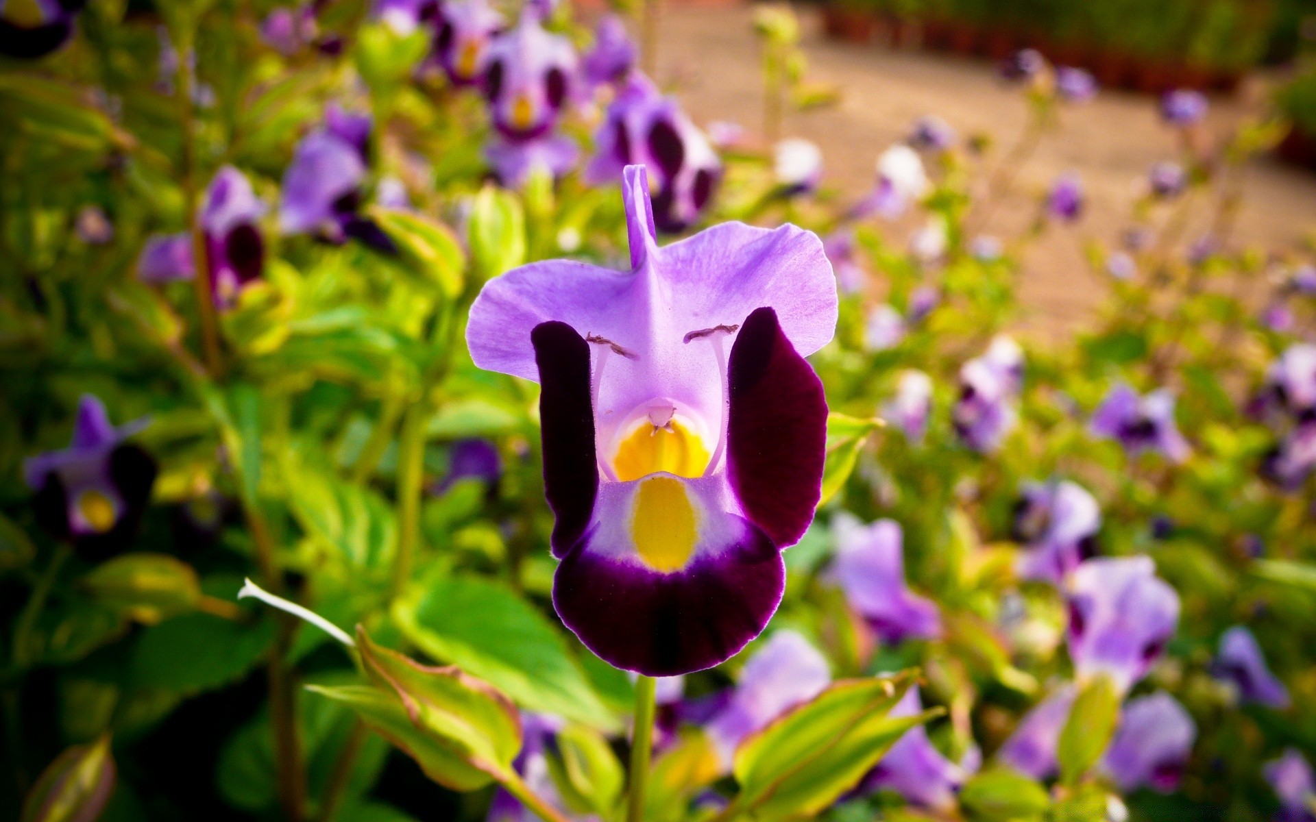 kwiaty kwiat natura flora liść ogród lato na zewnątrz bluming violet kwiatowy kolor jasny płatek wzrost dobra pogoda