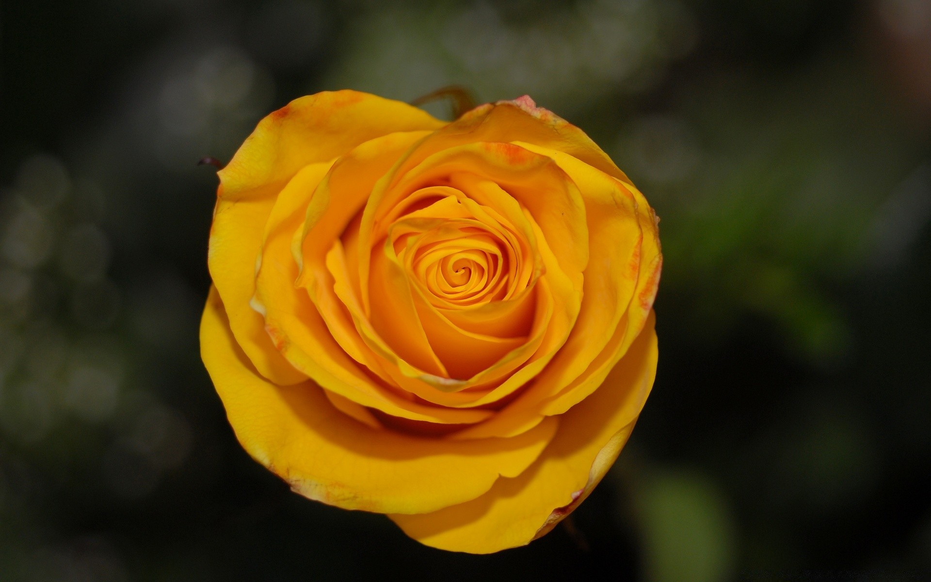 fleurs fleur nature rose feuille pétale amour flore romance couleur à l extérieur floral