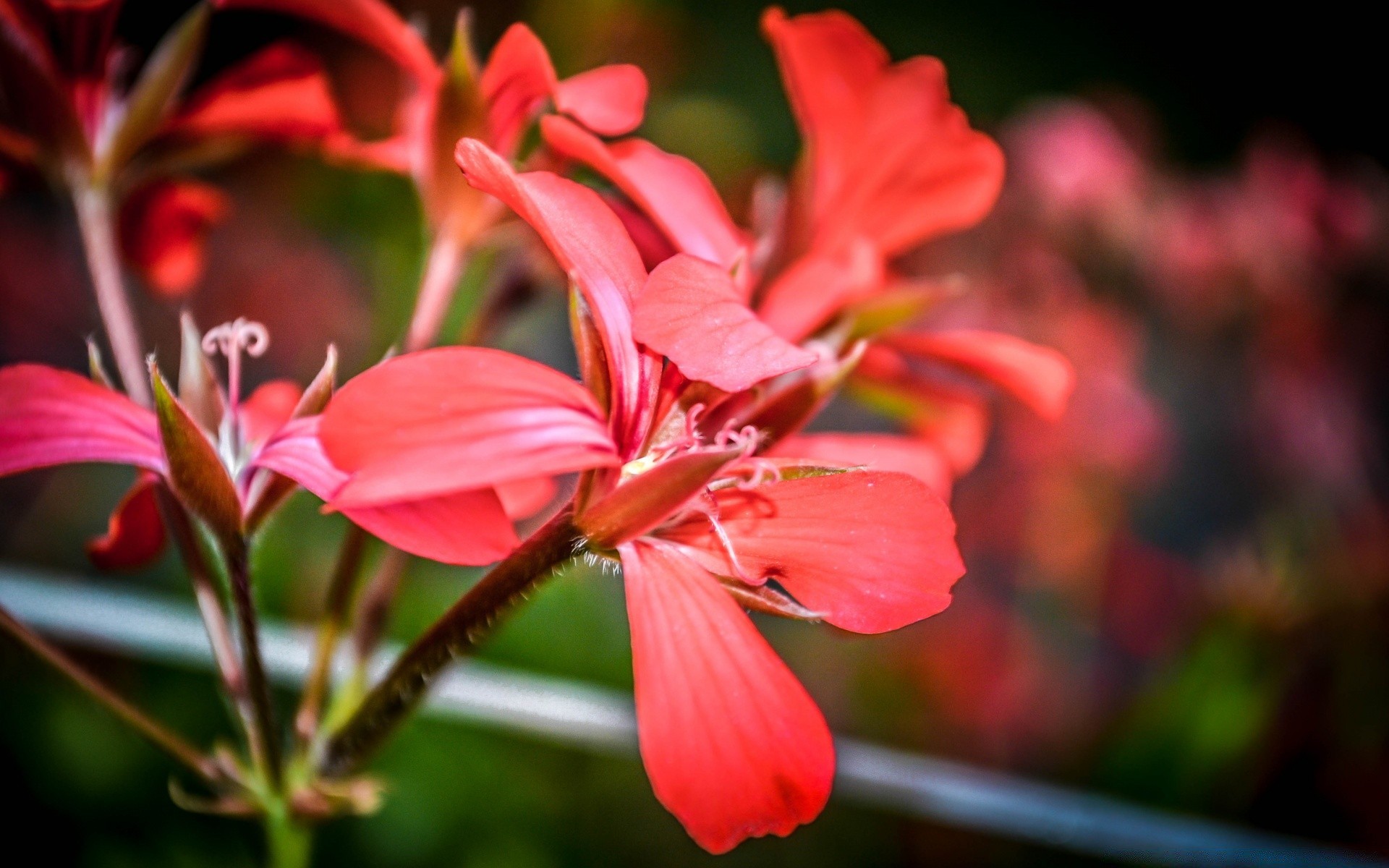 kwiaty natura kwiat flora ogród liść lato płatek na zewnątrz bluming jasny kwiat wzrost kolor