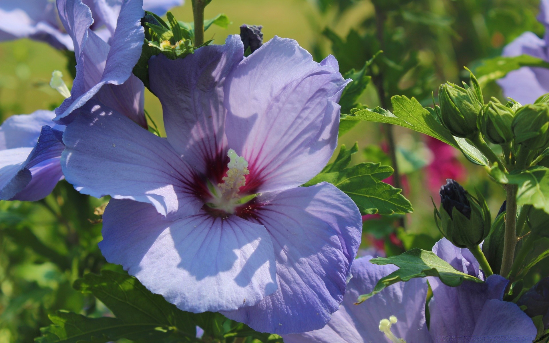 flowers flower flora nature leaf garden summer blooming outdoors floral petal growth color bright hayfield