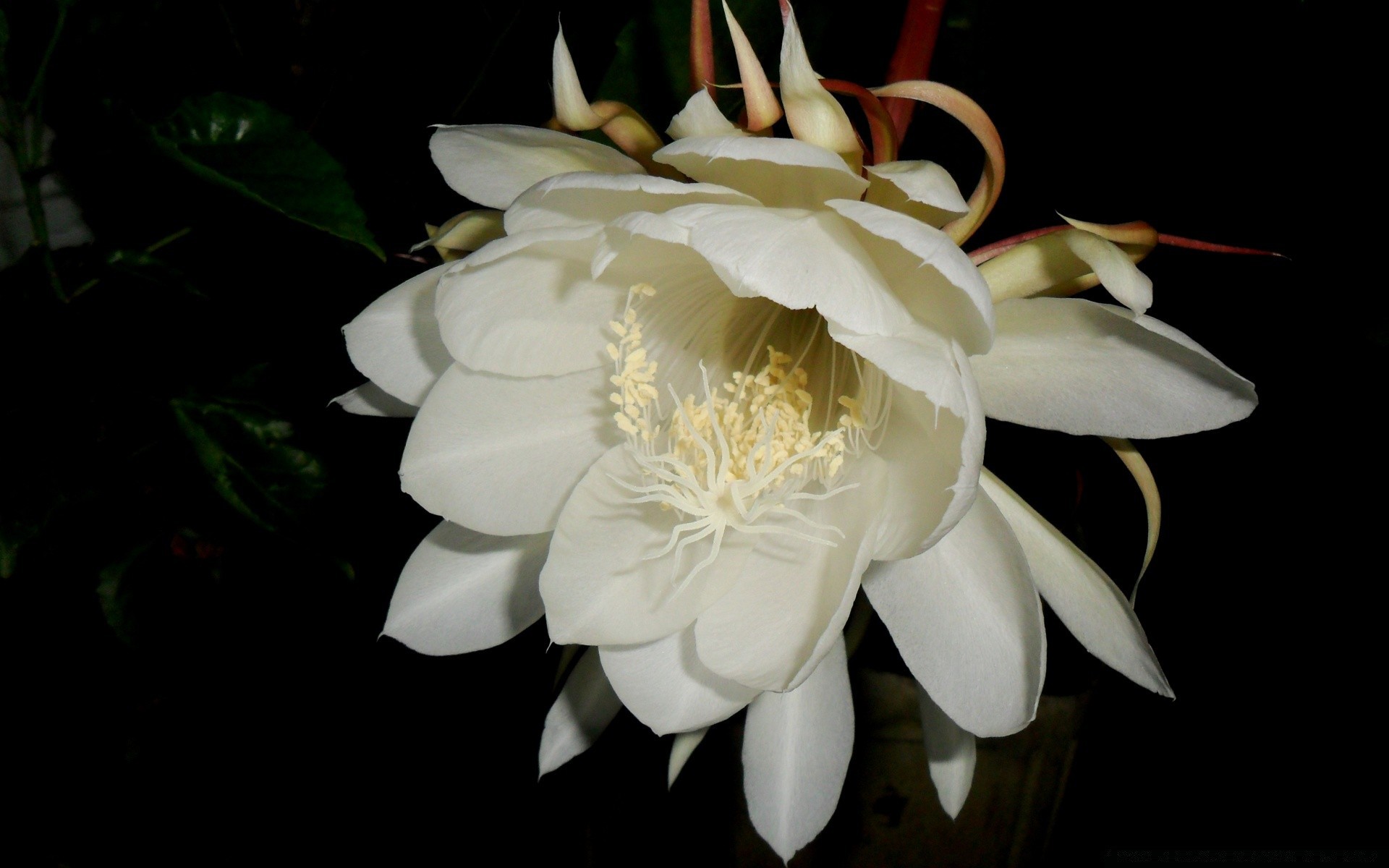 flores flor flora blooming folha bonita natureza pétala floral exótico jardim tropical lily close-up verão cor romântica