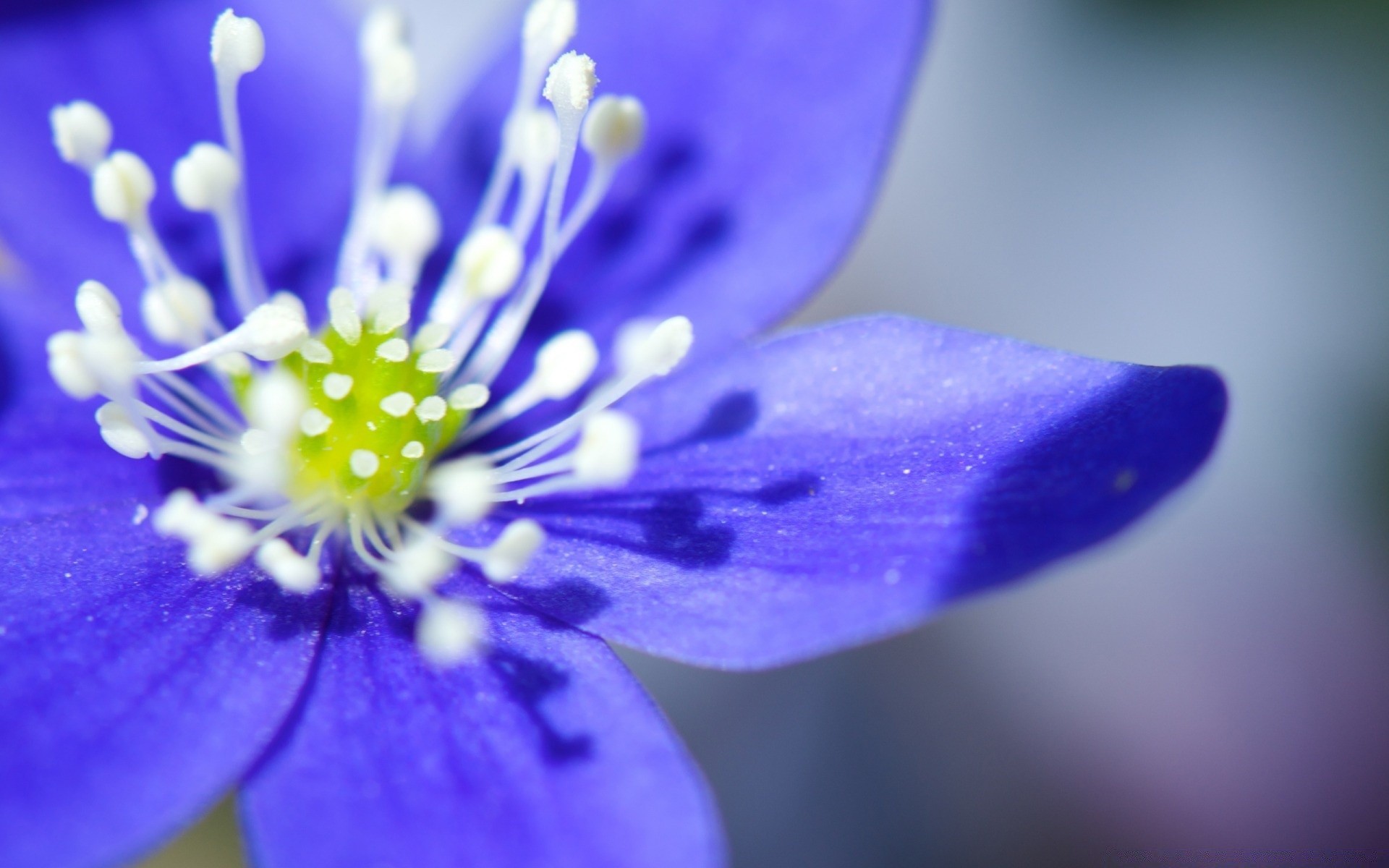 fleurs fleur nature flou flore pétale dof été feuille jardin lumineux bluming lumière