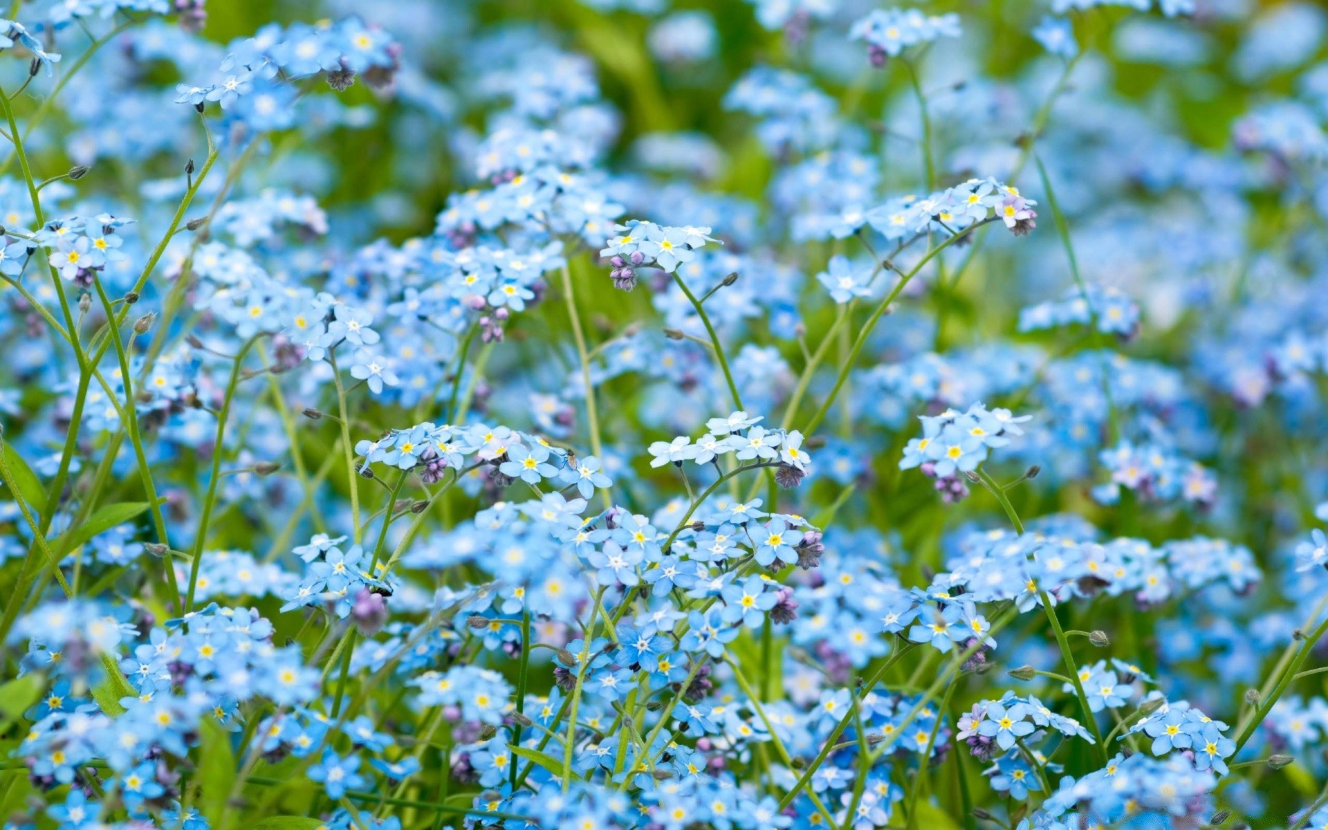 kwiaty kwiat natura flora liść lato na zewnątrz wzrost trawa środowisko ogród dziki sianokosy sezon świeżość pole płatek wildflower