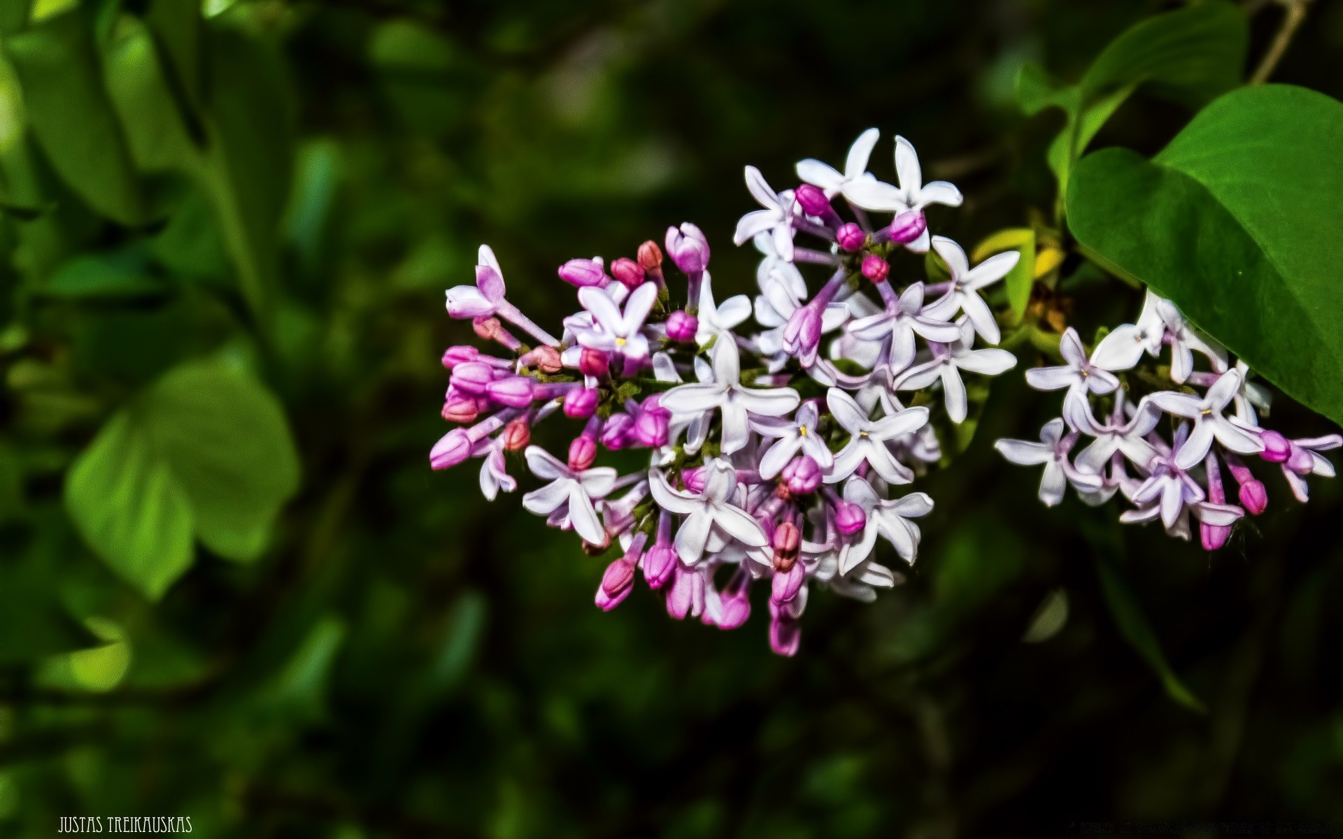 fleurs fleur flore nature floral feuille jardin pétale bluming belle été saison couleur décoration lumineux gros plan arbre croissance