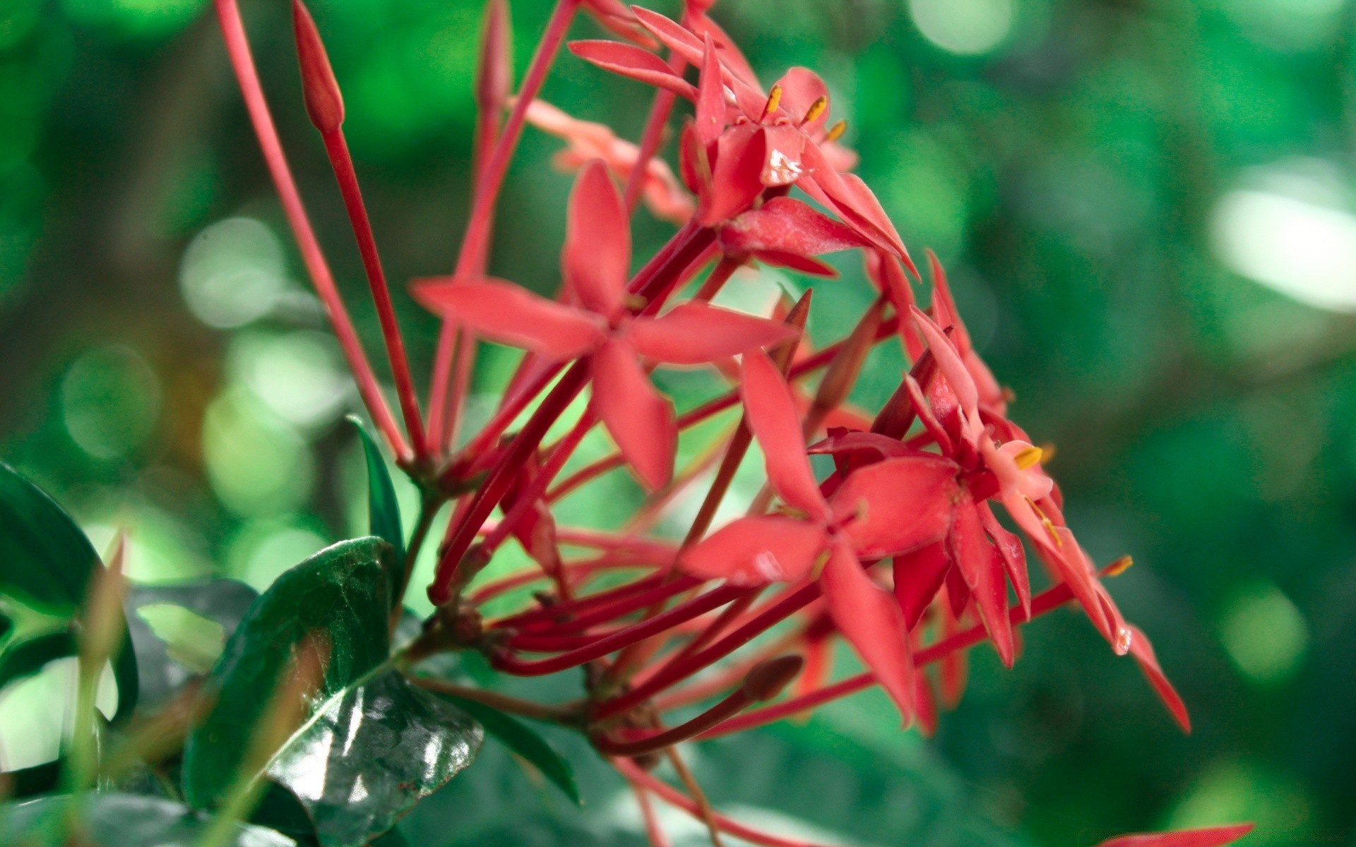 flores natureza flora folha flor tropical jardim verão ao ar livre cor brilhante árvore close-up