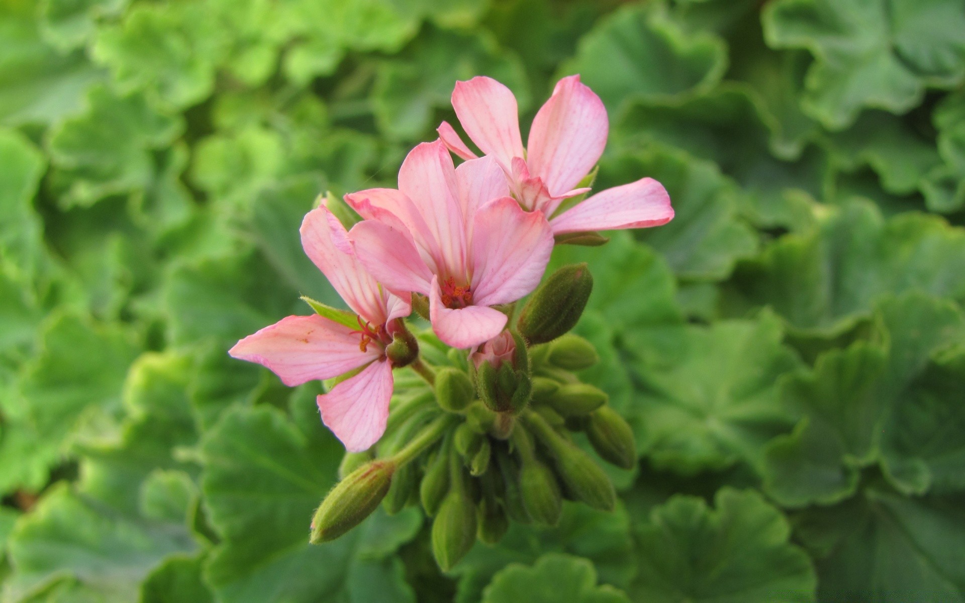 flowers nature flora flower leaf garden summer close-up blooming floral outdoors petal growth color