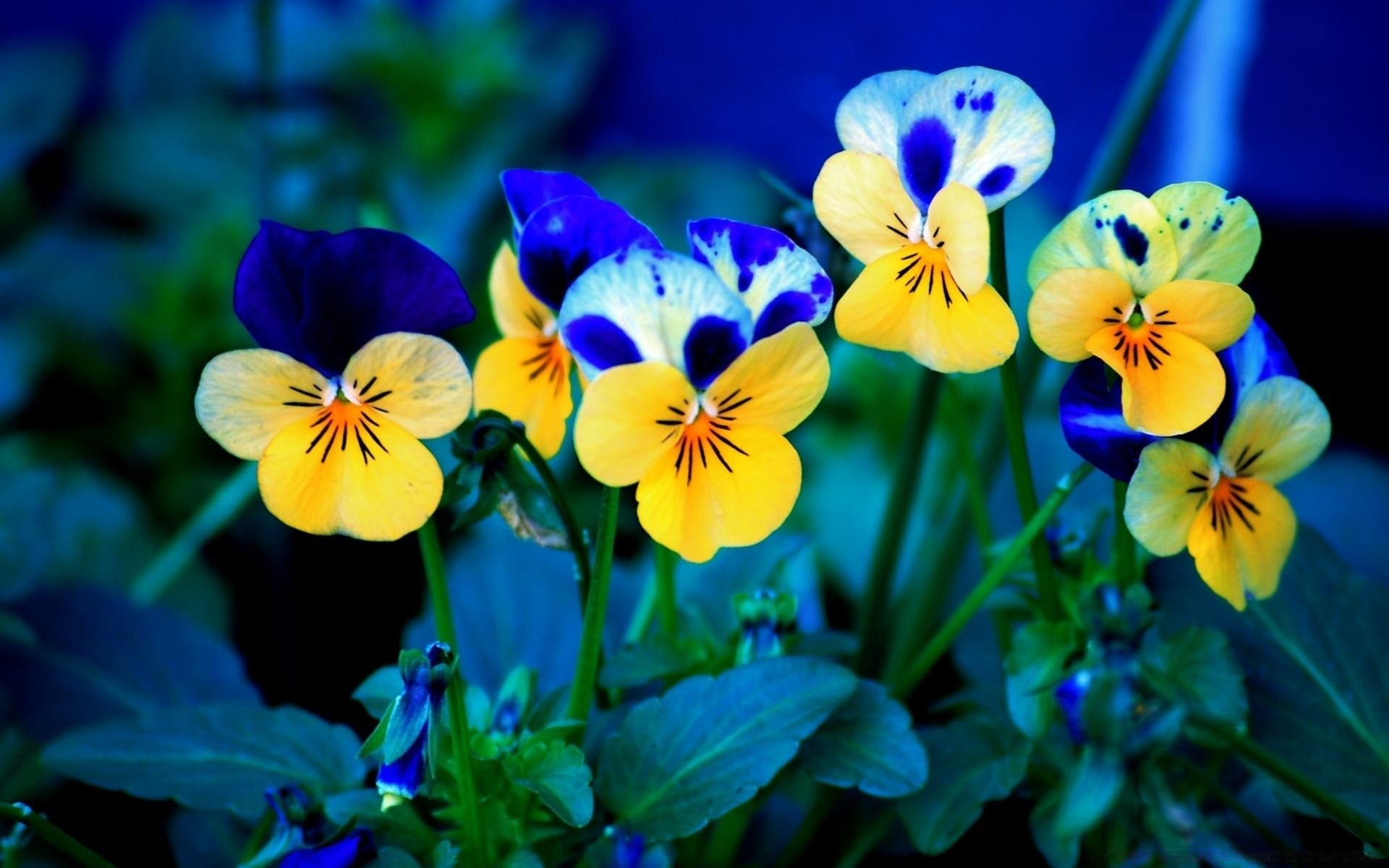 blumen blume stiefmütterchen blumen blatt natur garten blühen flora viola violet blütenblatt farbe