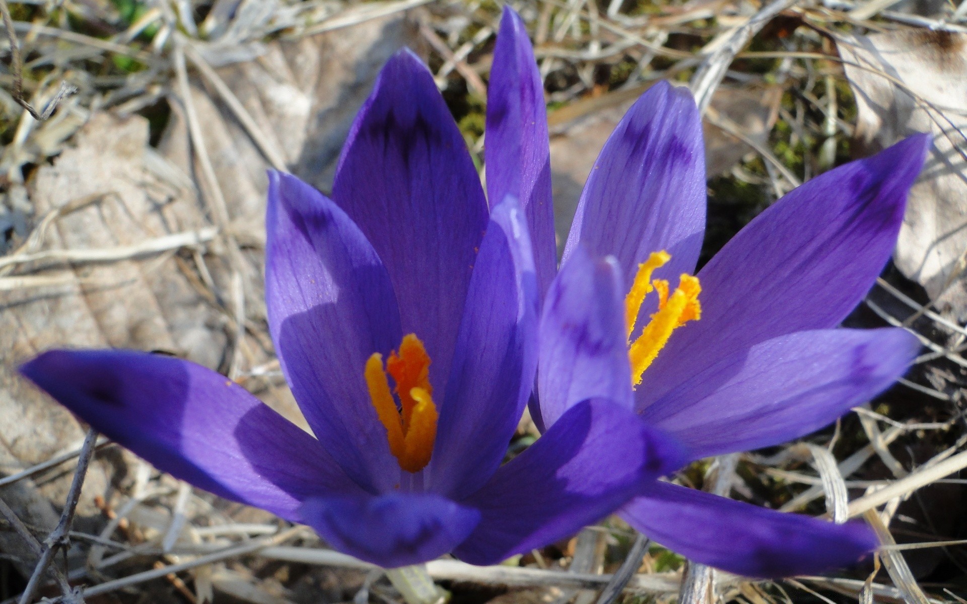 flowers nature flower crocus flora leaf outdoors garden blooming petal grass summer floral close-up color season beautiful bright park wild