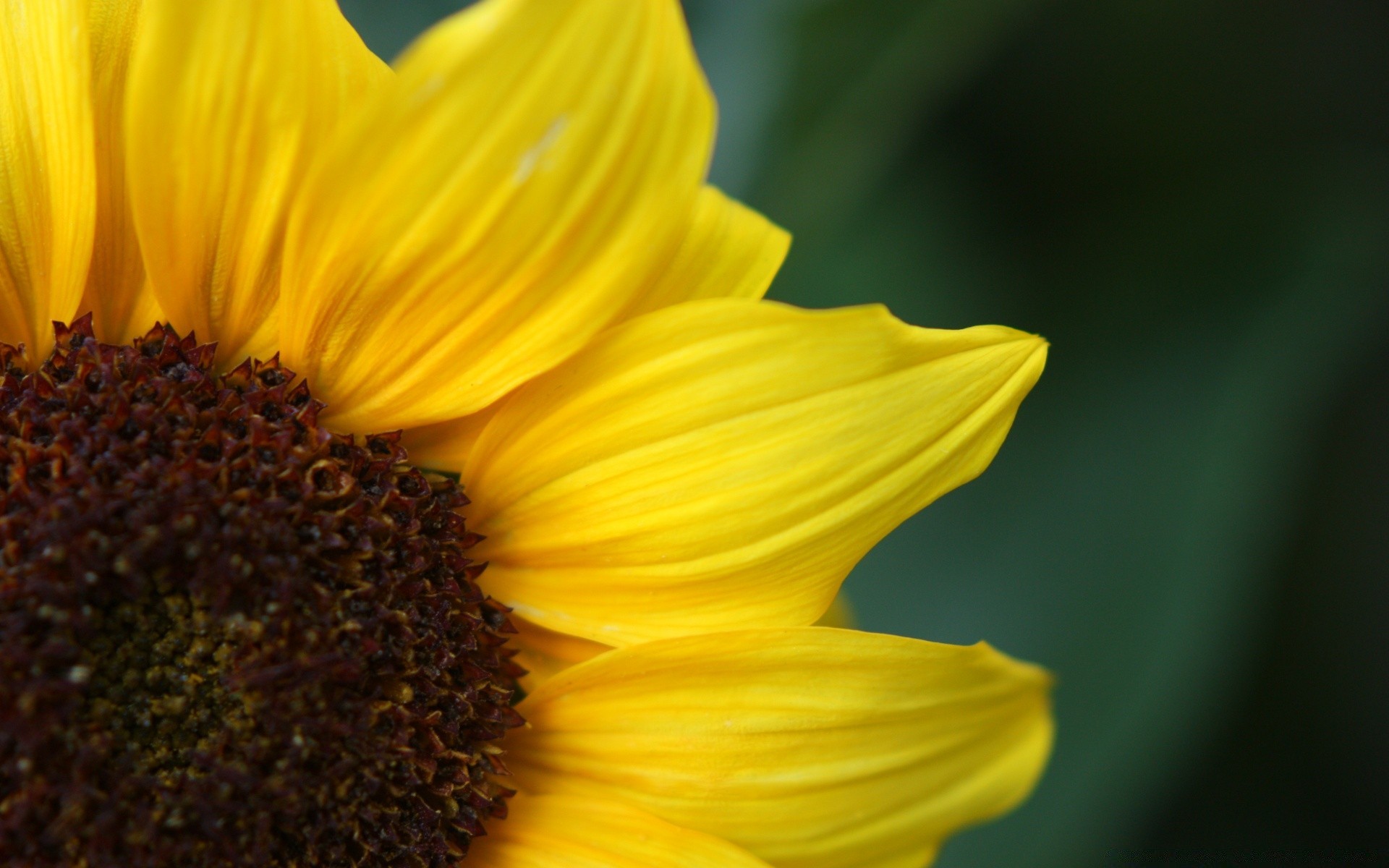 flowers nature flora flower summer sunflower bright leaf garden growth color pollen beautiful close-up petal