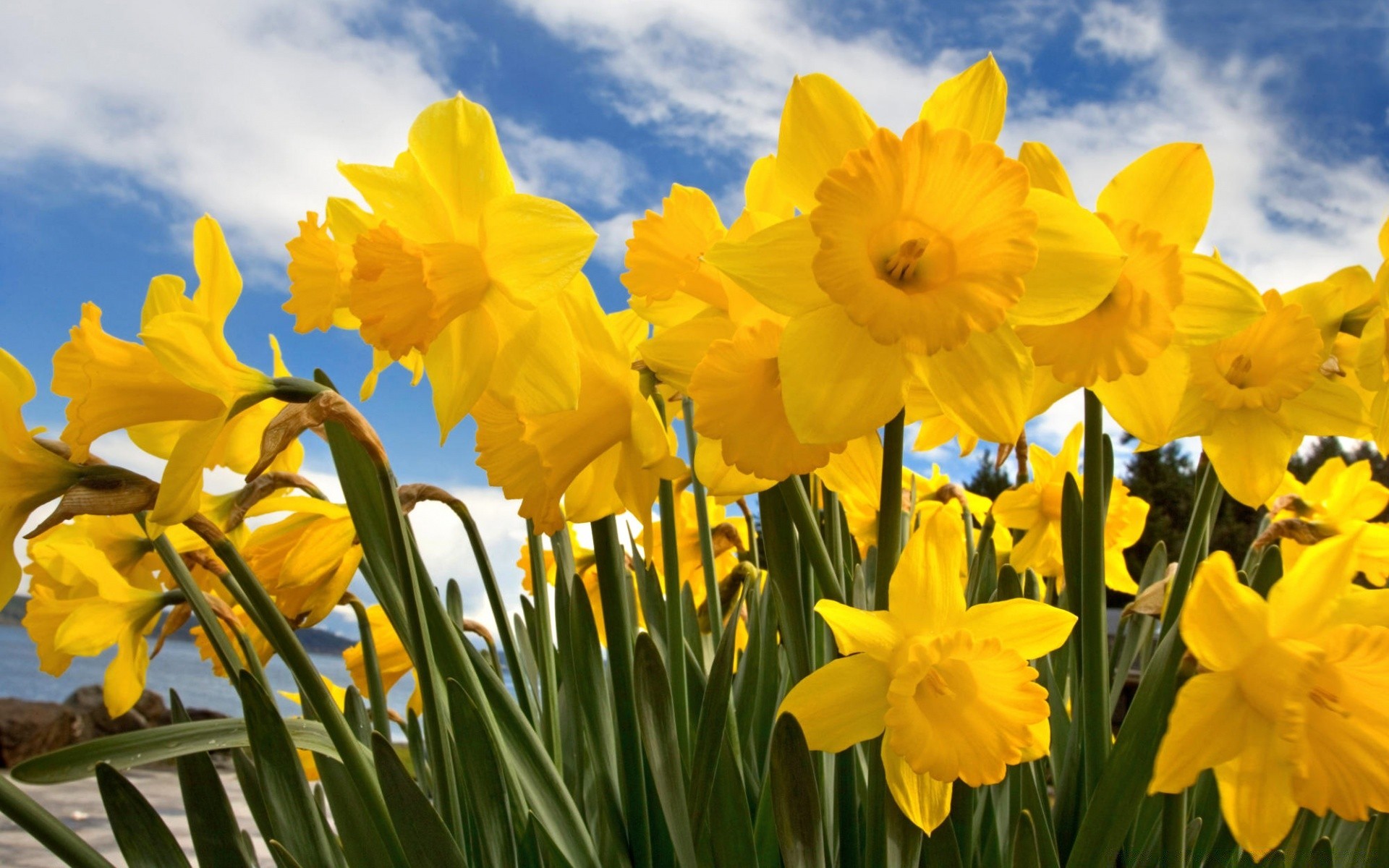 flowers daffodil easter nature flower narcissus flora summer growth season floral bright leaf garden color blooming petal bulb fair weather springtime