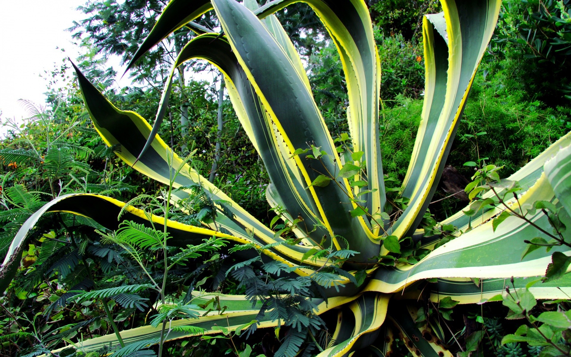 kwiaty flora liść natura wzrost drzewo na zewnątrz ogród lato kaktus tropikalny soczysty rolnictwo środowisko botaniczny kolor łuska