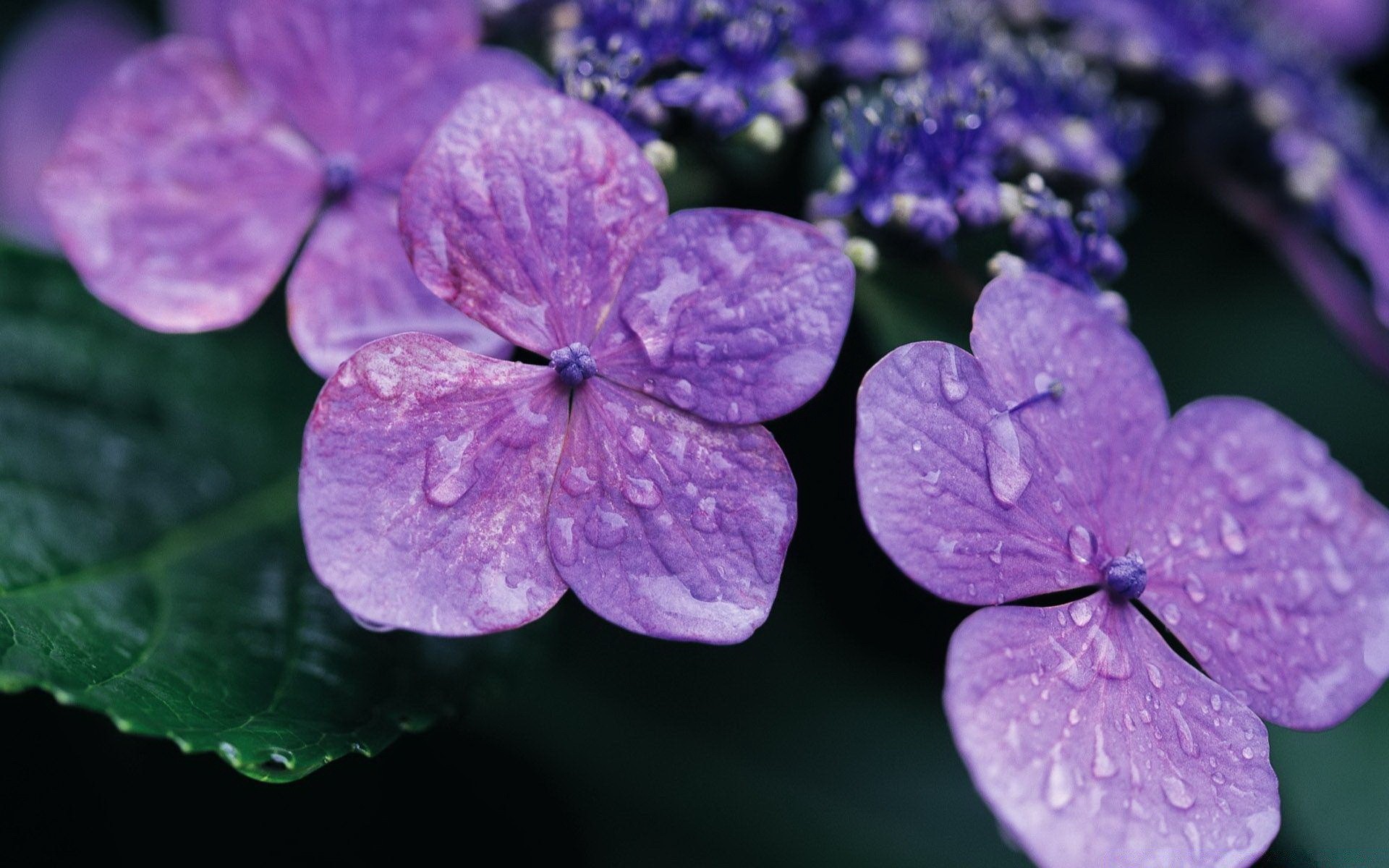 flowers flower nature flora garden petal blooming summer leaf growth beautiful floral color close-up violet outdoors delicate