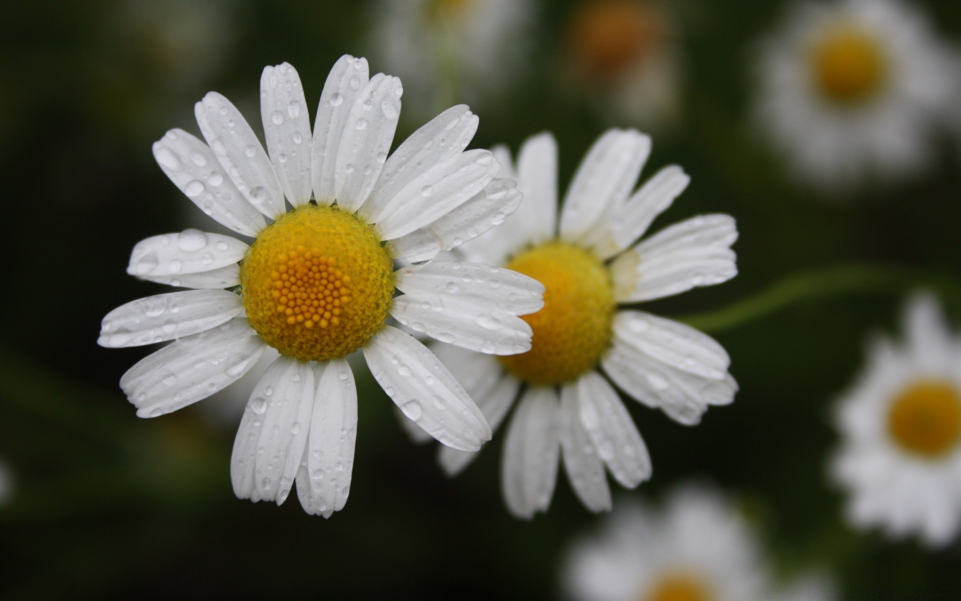 flowers nature flora flower summer chamomile bright leaf close-up garden season petal growth color beautiful hayfield blooming floral