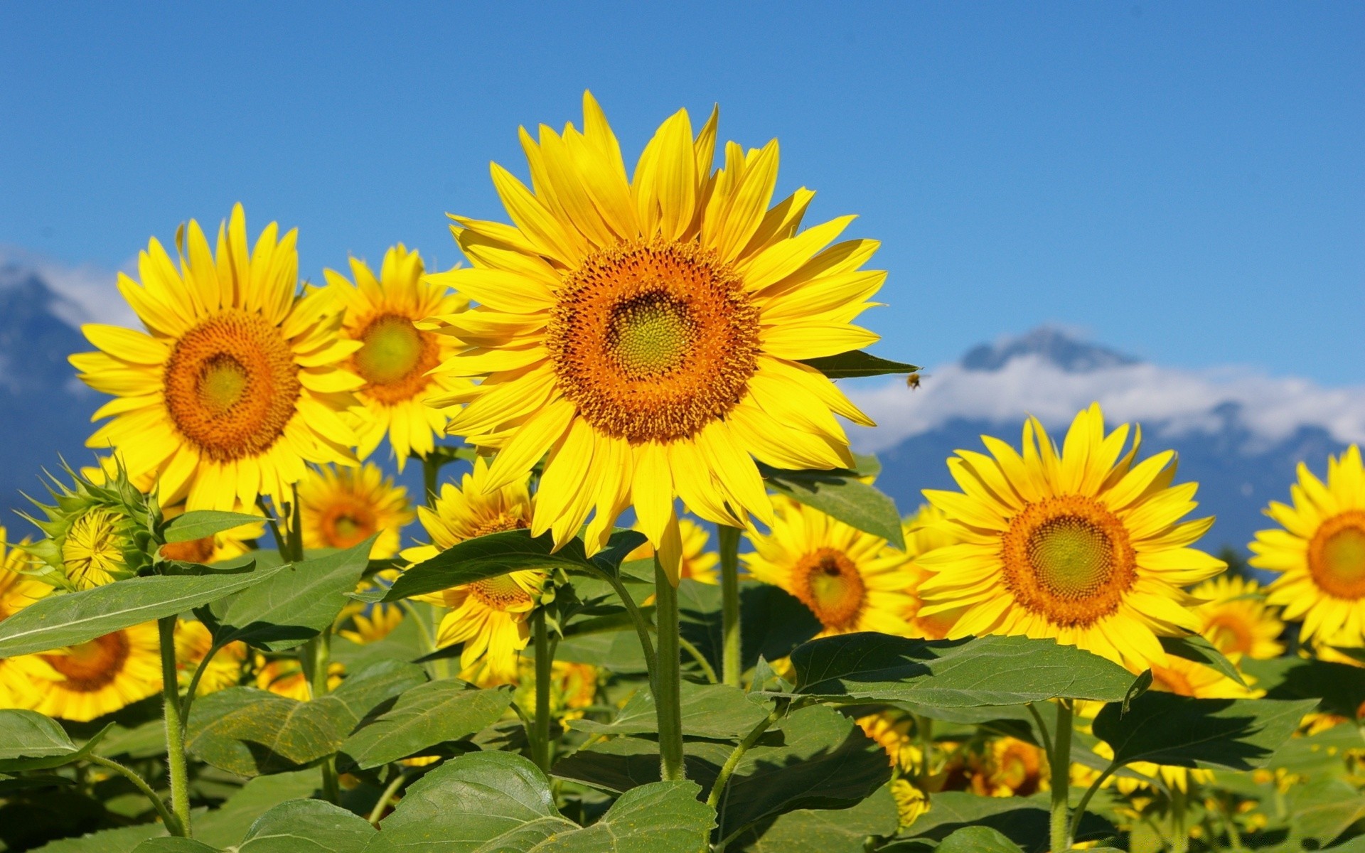 blumen sonnenblume natur sommer flora blume sonne feld wachstum blatt hell gutes wetter sonnig ländlich blütenblatt heuhaufen blumen samen garten hell