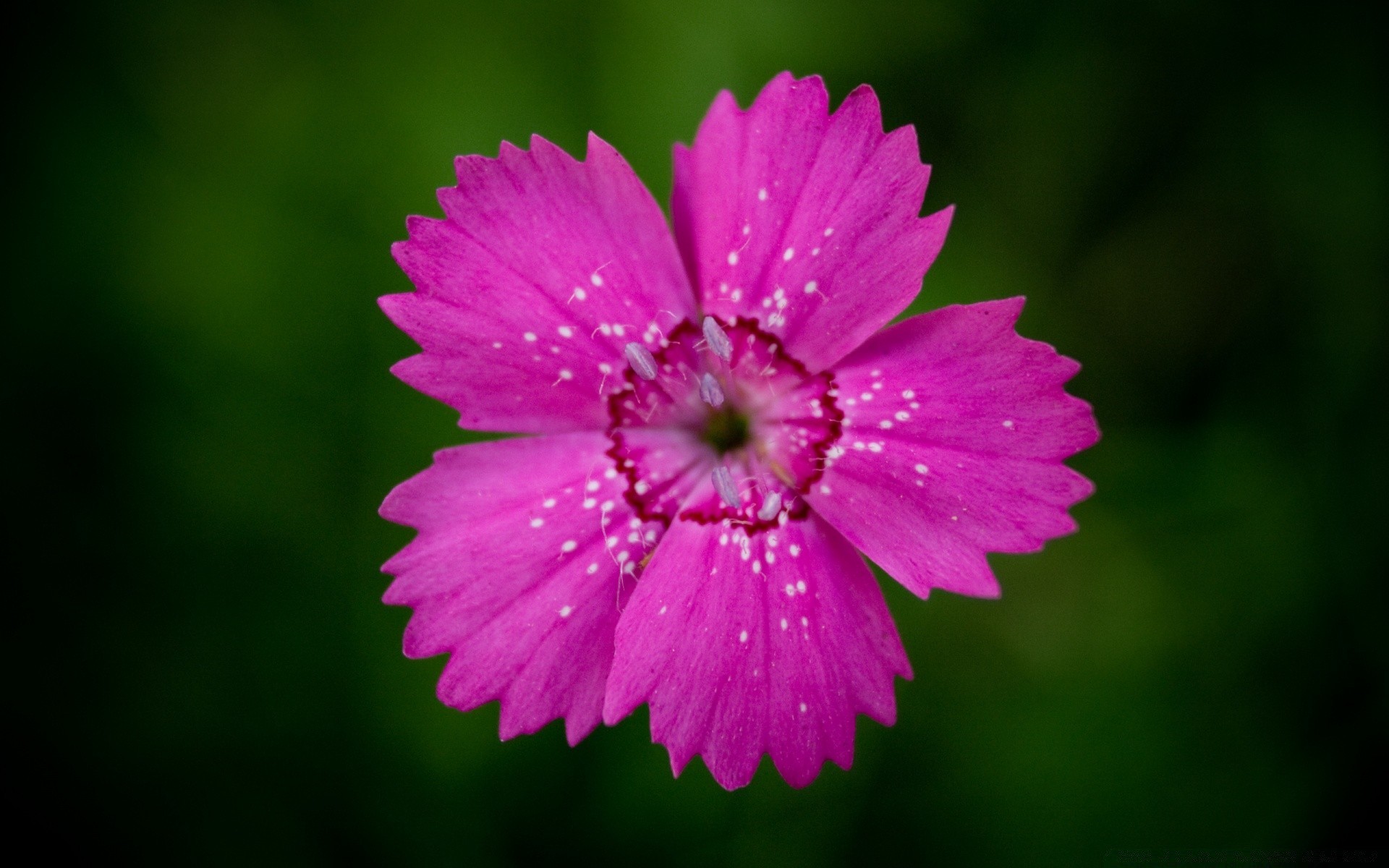 flowers nature flower flora summer leaf bright floral petal blooming