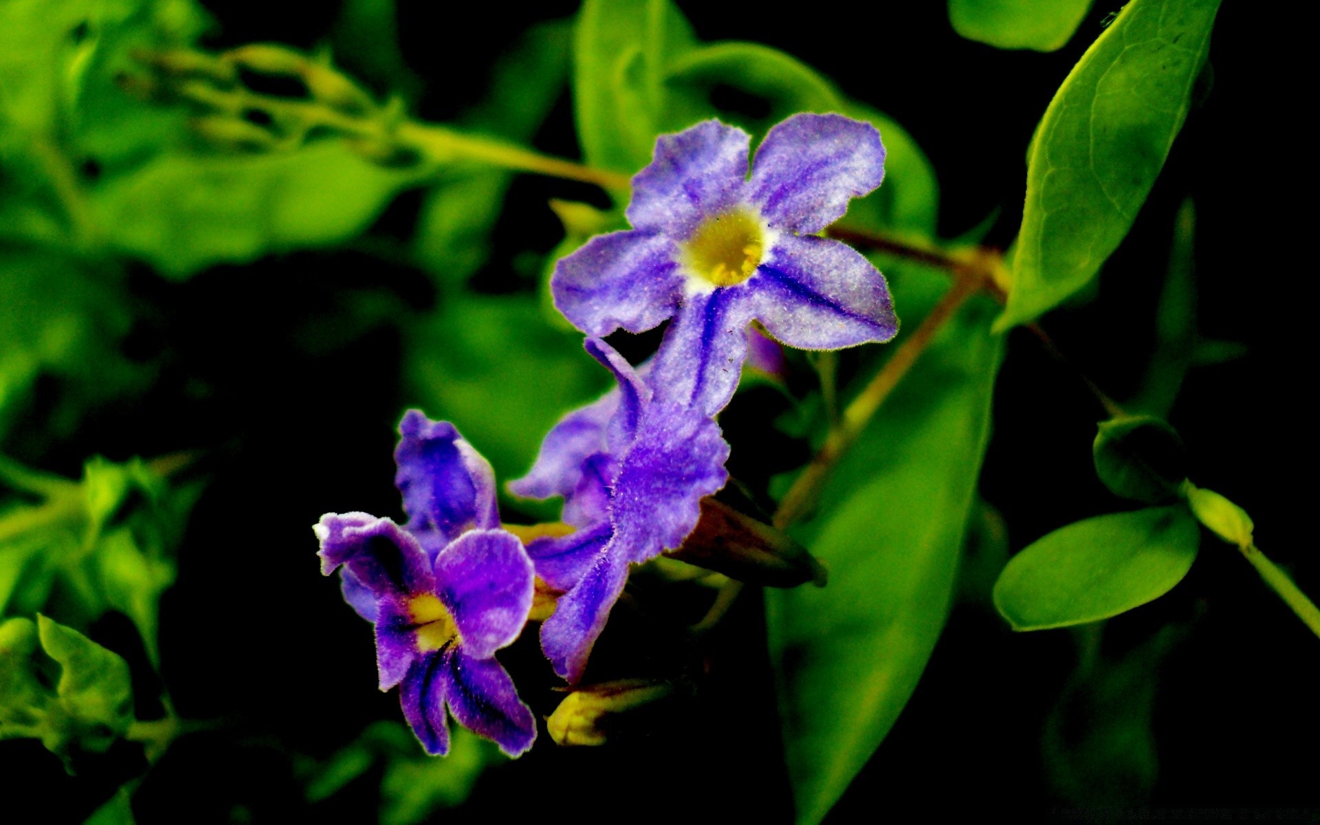 flores natureza flor flora jardim folha blooming pétala floral verão crescimento violet cor close - up tropical ao ar livre