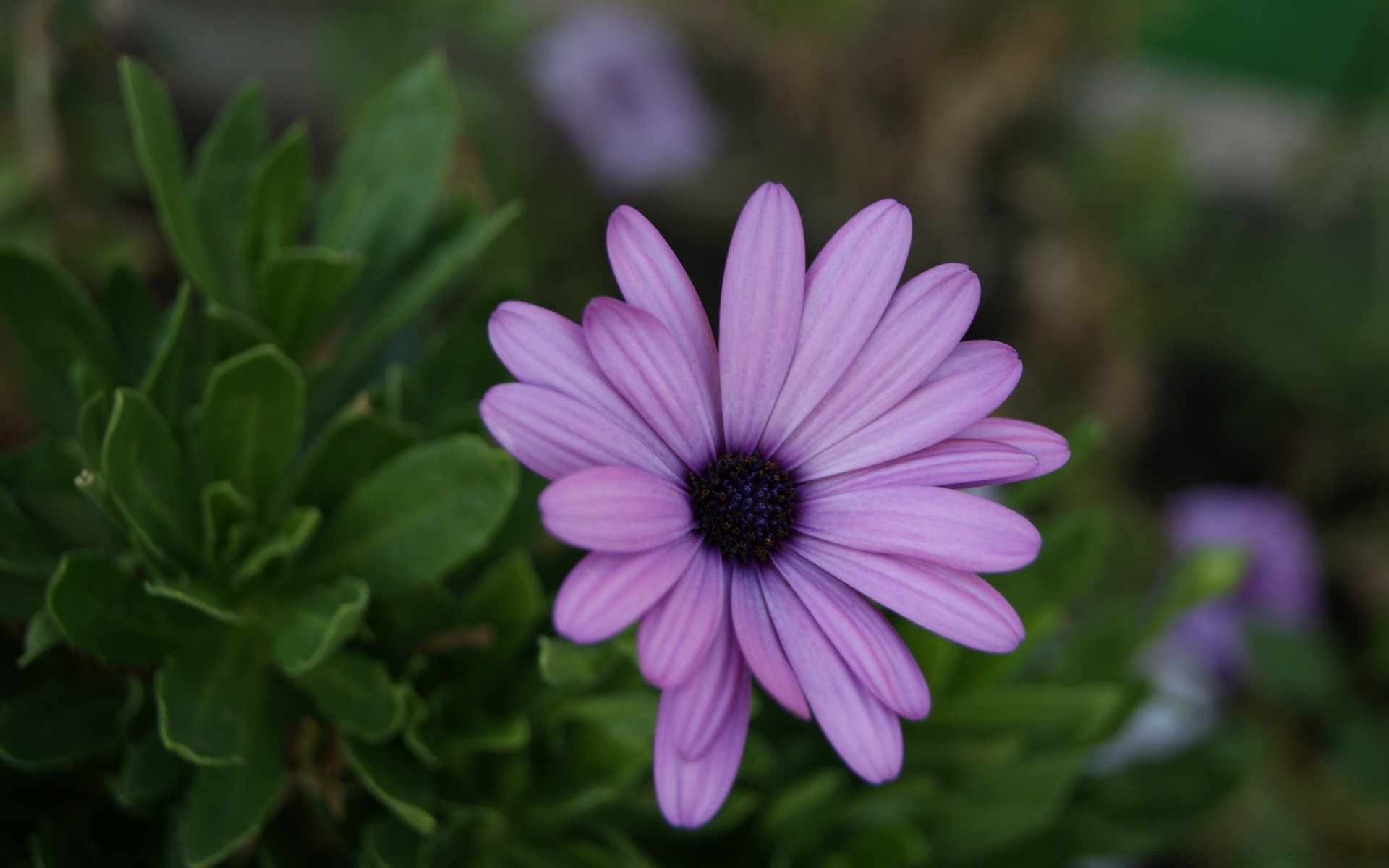 flowers flower flora nature garden summer blooming petal leaf close-up floral color beautiful bright botanical