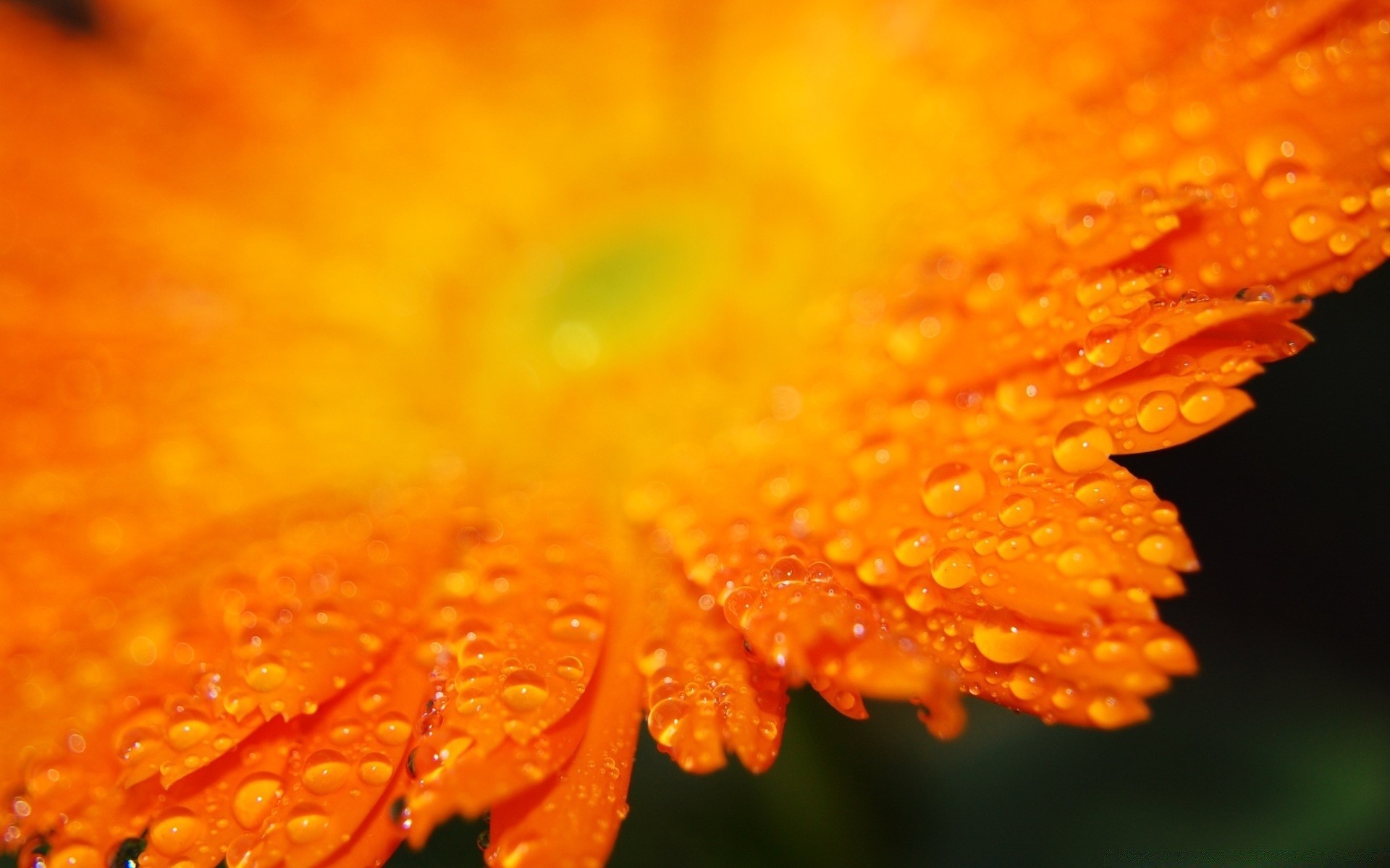 flores naturaleza brillante flor flora verano color rocío desenfoque hoja primer plano al aire libre lluvia crecimiento brillante