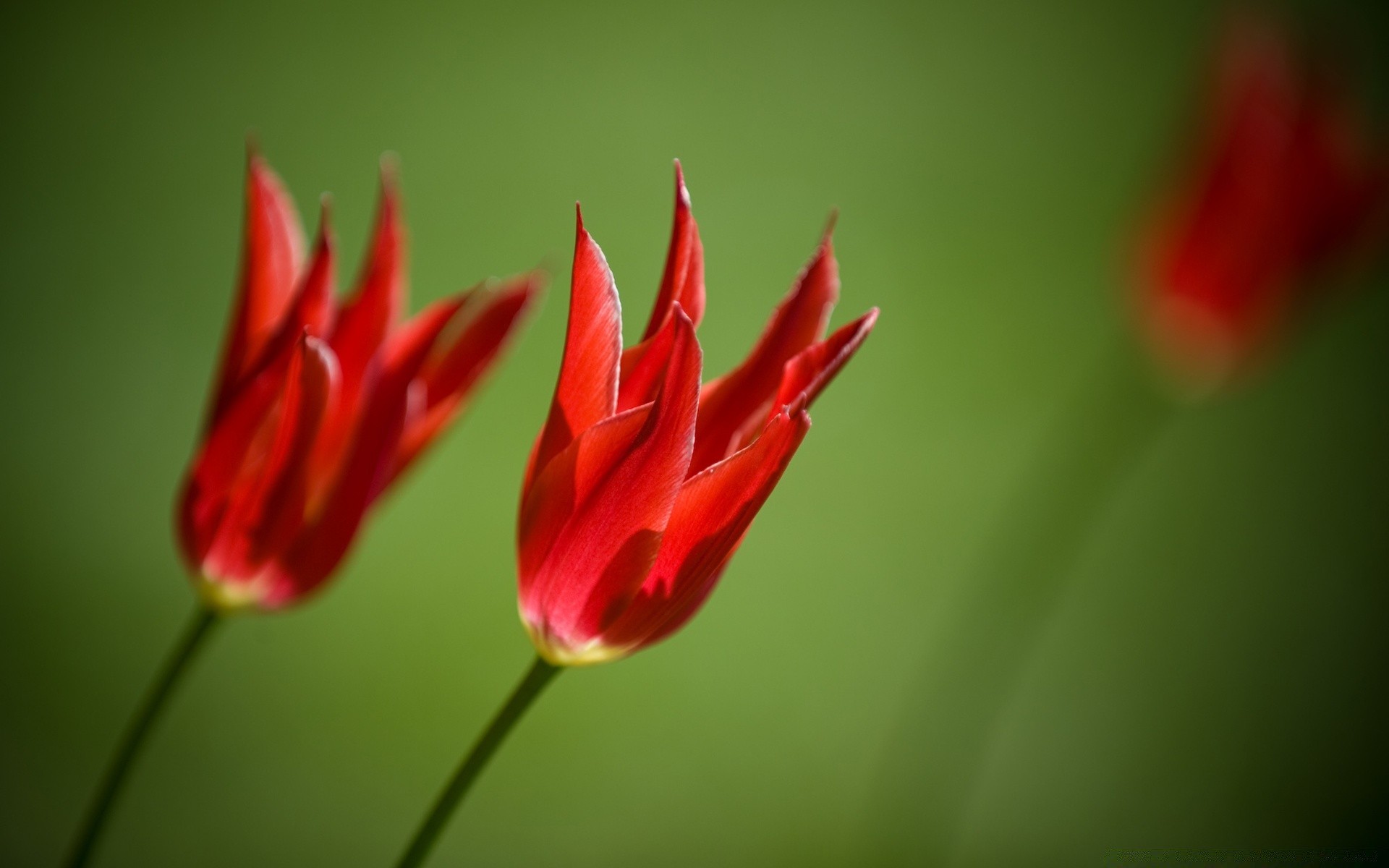 flowers nature flora flower tulip leaf bright summer garden color growth