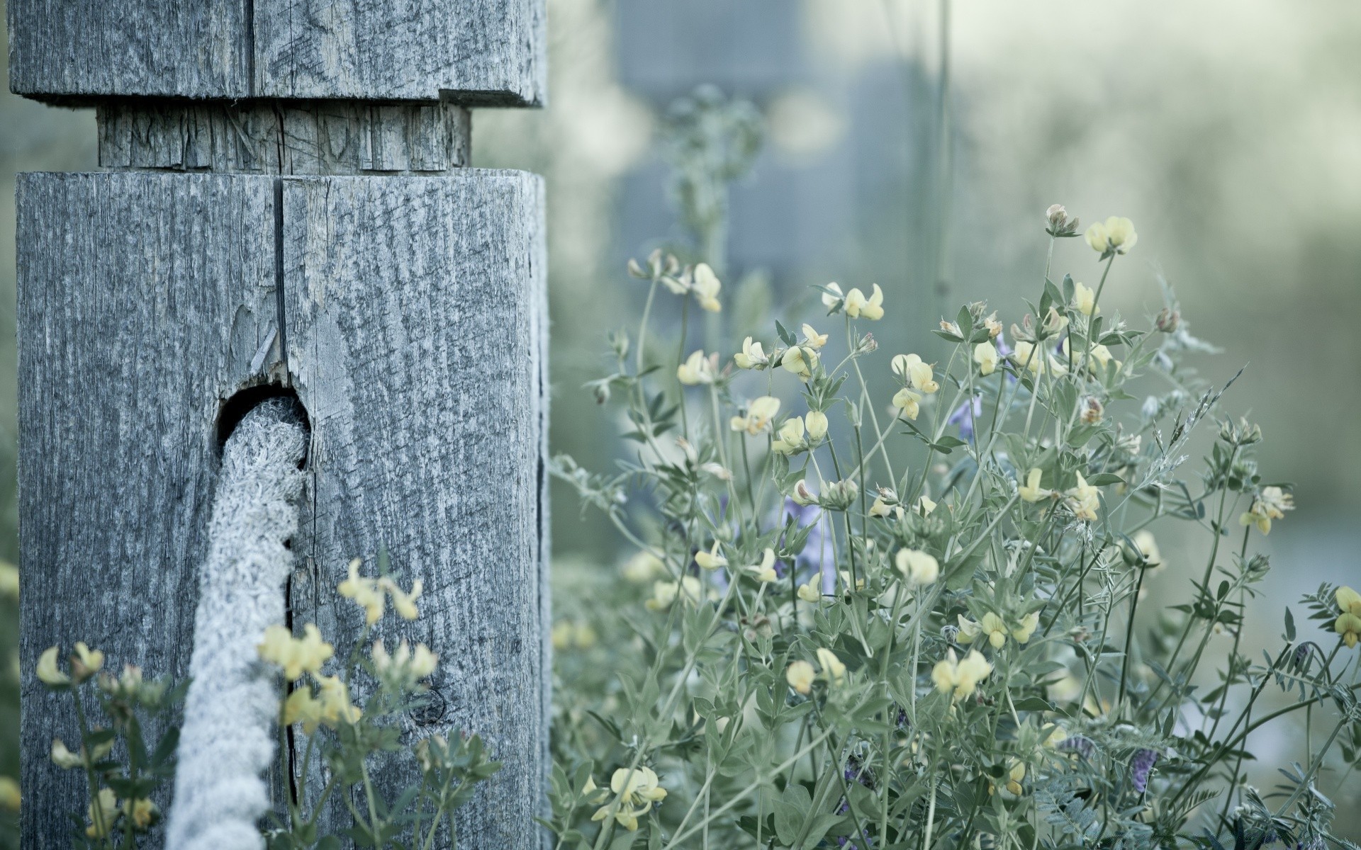 kwiaty natura kwiat na zewnątrz lato flora liść trawa kolor sezon ogród jasny