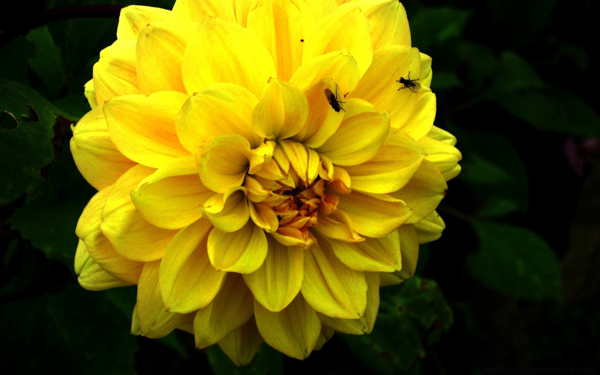 flowers flower nature flora summer leaf garden color petal dahlia blooming floral bright growth beautiful close-up season