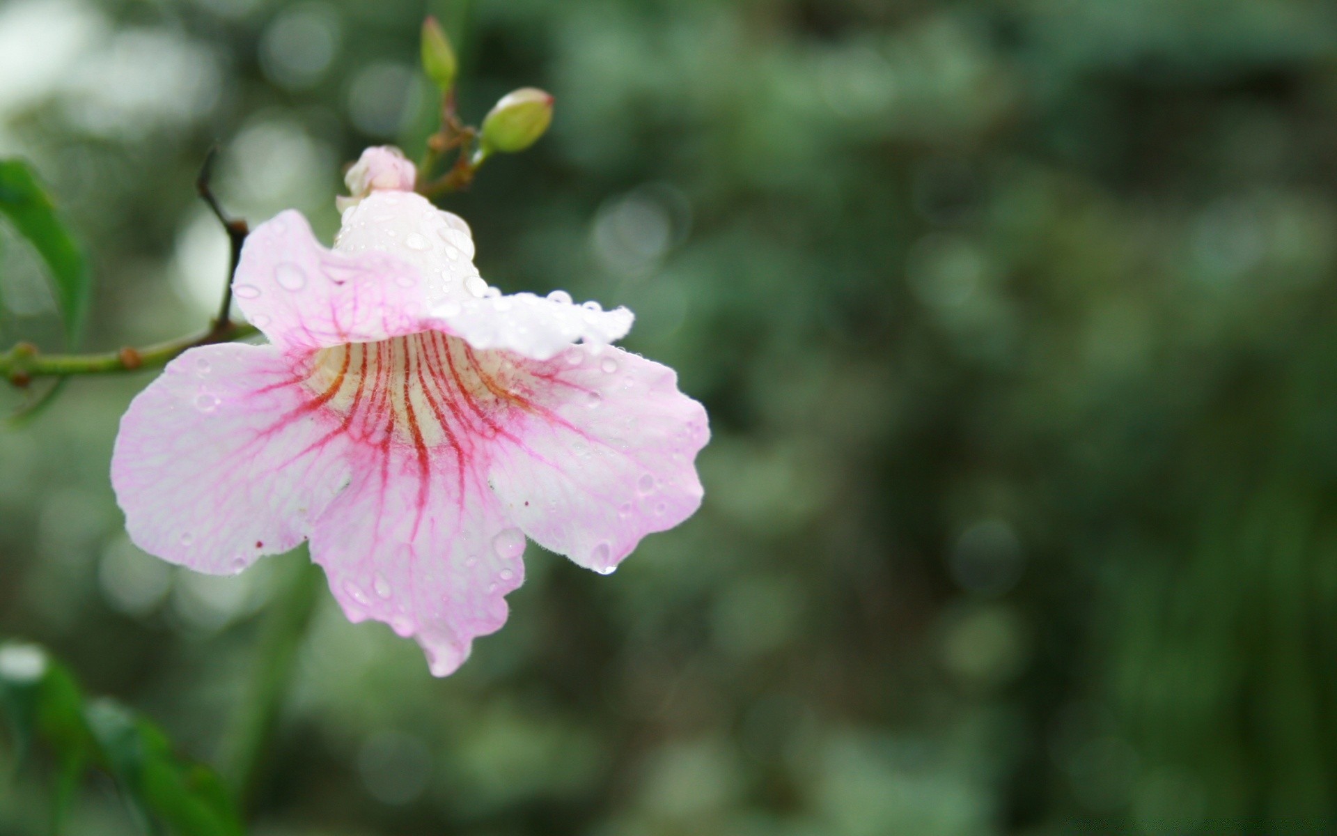 kwiaty natura kwiat liść lato flora na zewnątrz ogród jasny zbliżenie