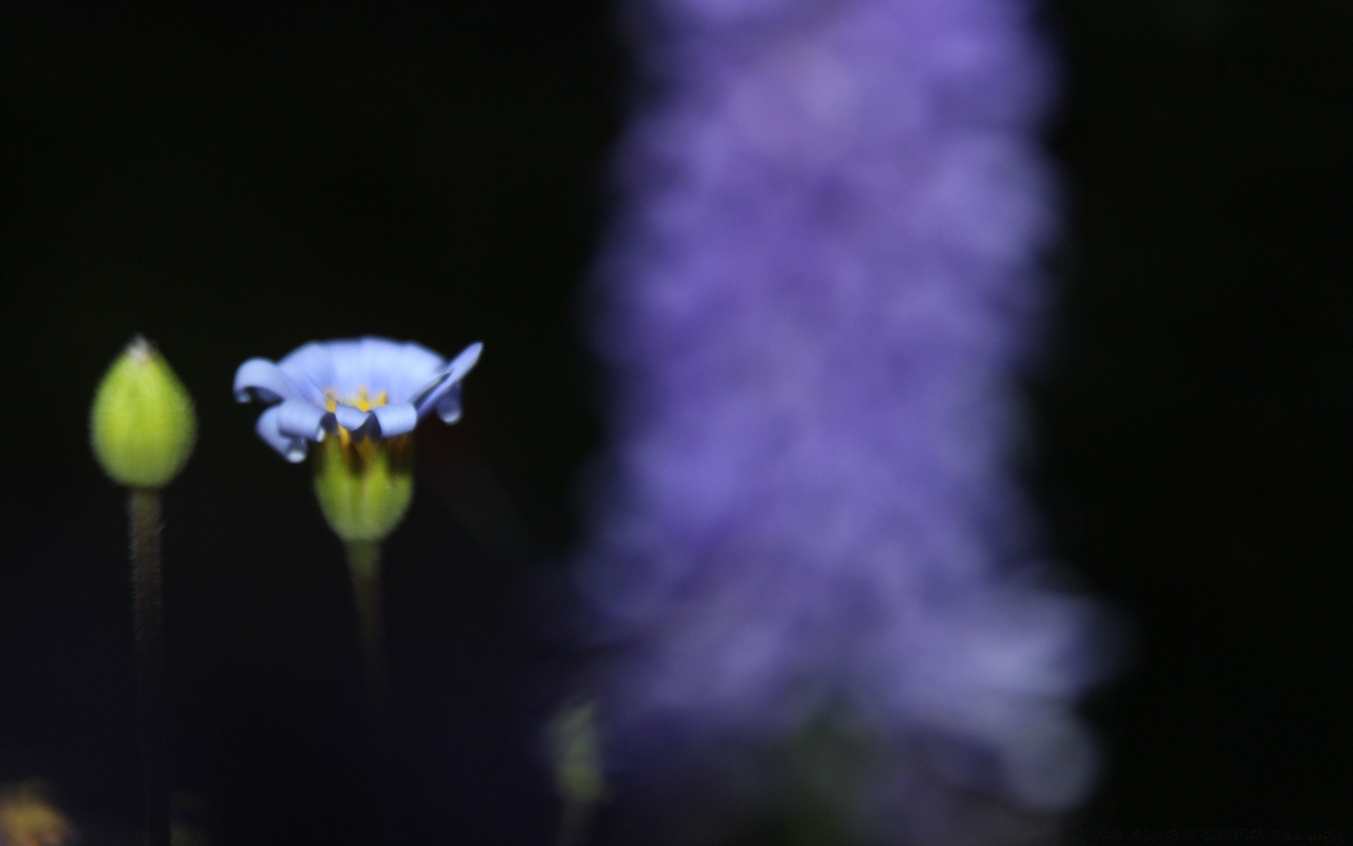 çiçekler çiçek doğa bulanıklık açık havada yaprak flora narin yaz büyüme parlak