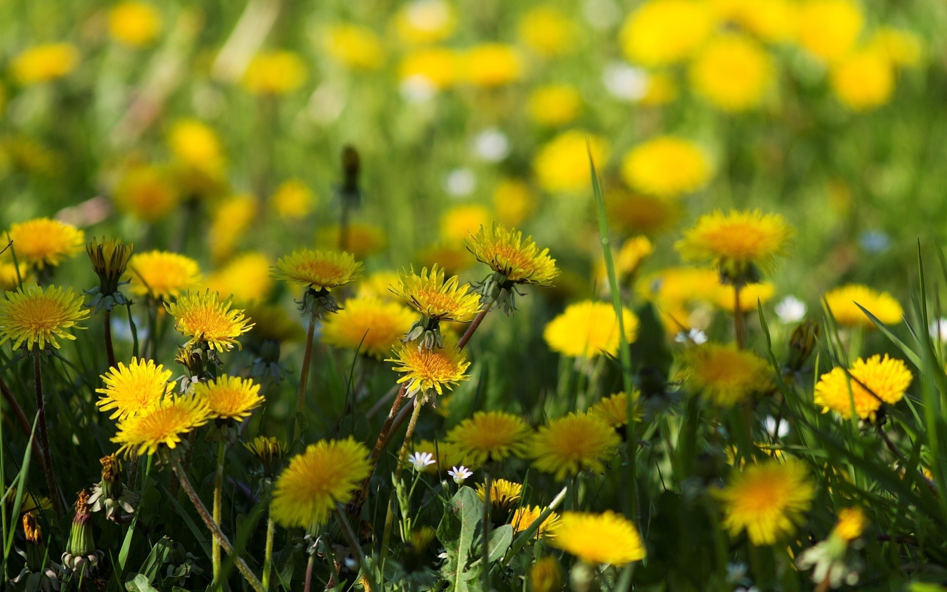 fleurs nature fleur champ flore été herbe foin floral rural pissenlit bluming lumineux jardin feuille saison beau temps en plein air soleil couleur