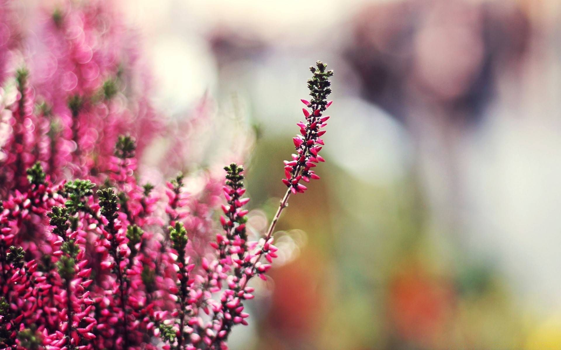 flowers nature flower summer flora garden bright blooming leaf growth outdoors floral blur petal