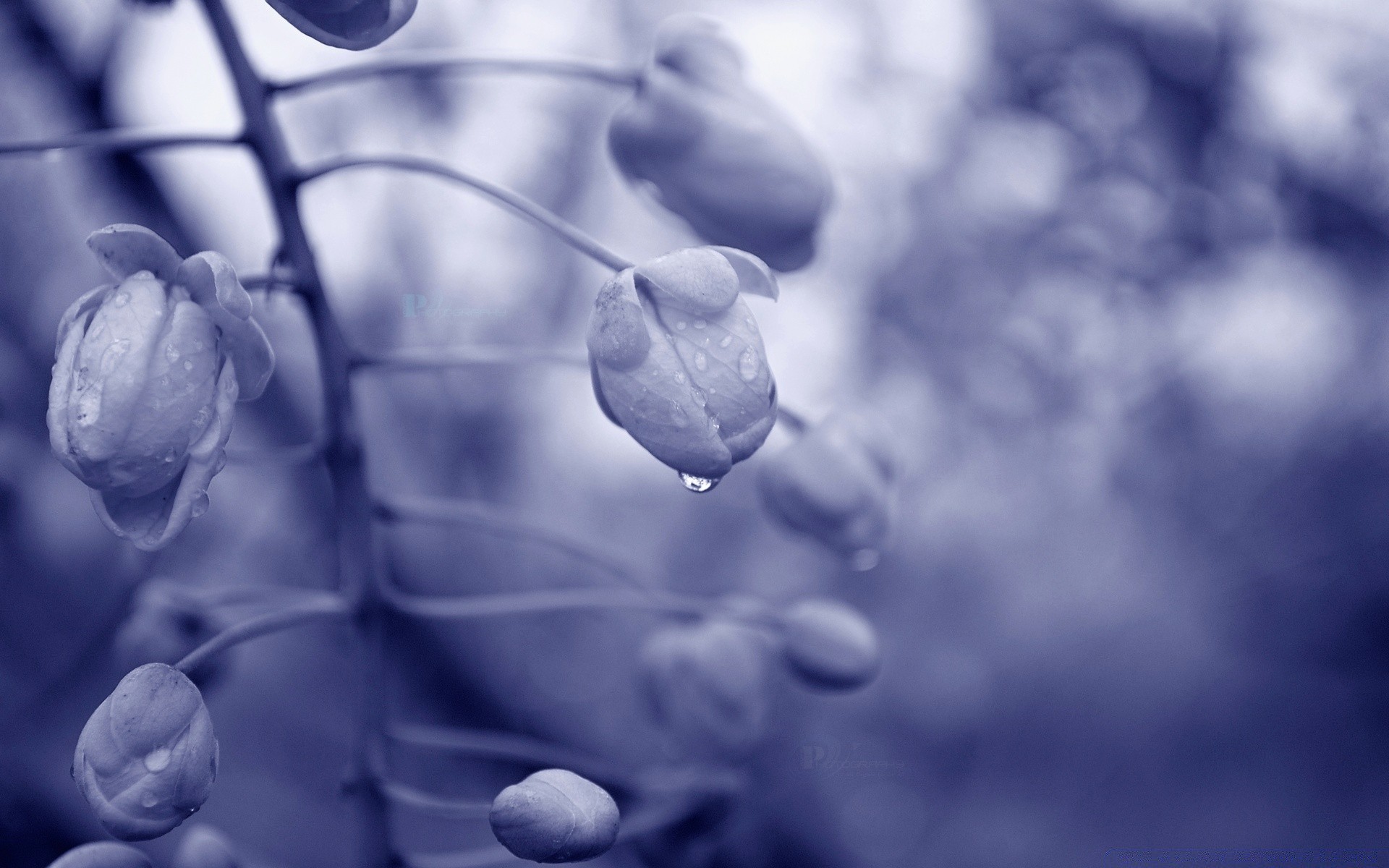 花 自然 特写 植物群 桌面 花 生物学 颜色 生长 抽象