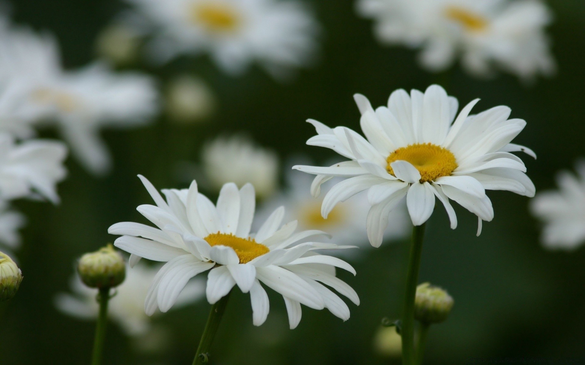 fiori natura fiore flora estate giardino margherita foglia crescita floreale luminoso petalo stagione fioritura bel tempo campo colore all aperto primo piano fieno