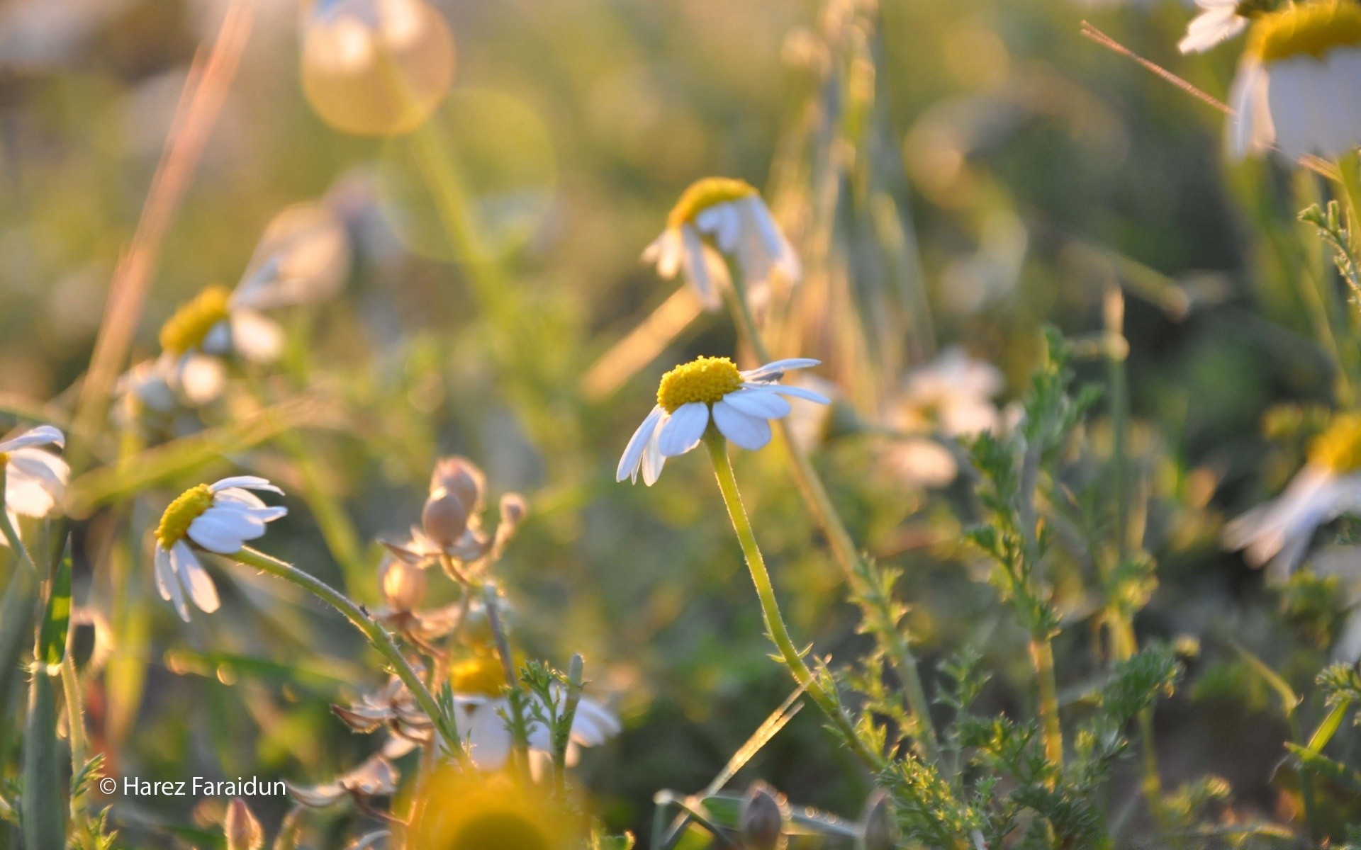 blumen natur sommer flora im freien blume gras blatt gutes wetter wachstum feld des ländlichen garten schließen sonne wild medium hell heuhaufen