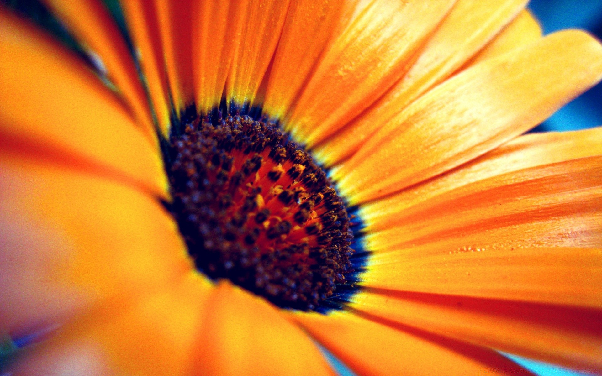 flowers nature flower bright summer flora blur garden color outdoors beautiful close-up