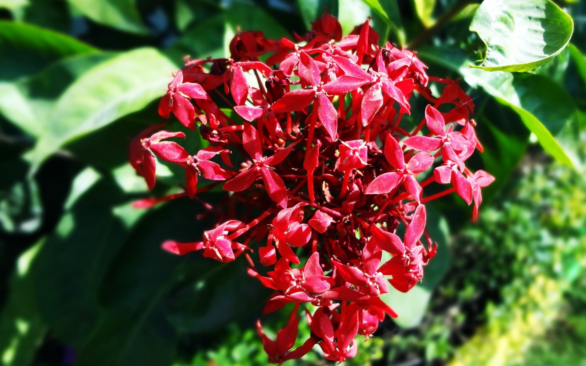 fleurs nature flore jardin feuille fleur été bluming floral arbuste pétale saison à l extérieur couleur gros plan croissance lumineux arbre tropical botanique