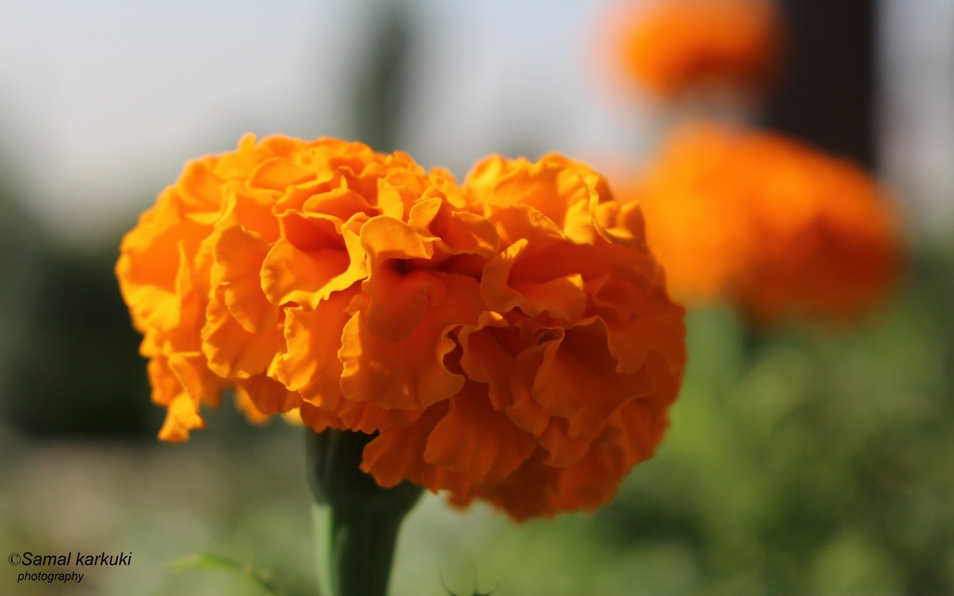 blumen natur blatt blume im freien flora sommer hell gutes wetter wachstum unschärfe