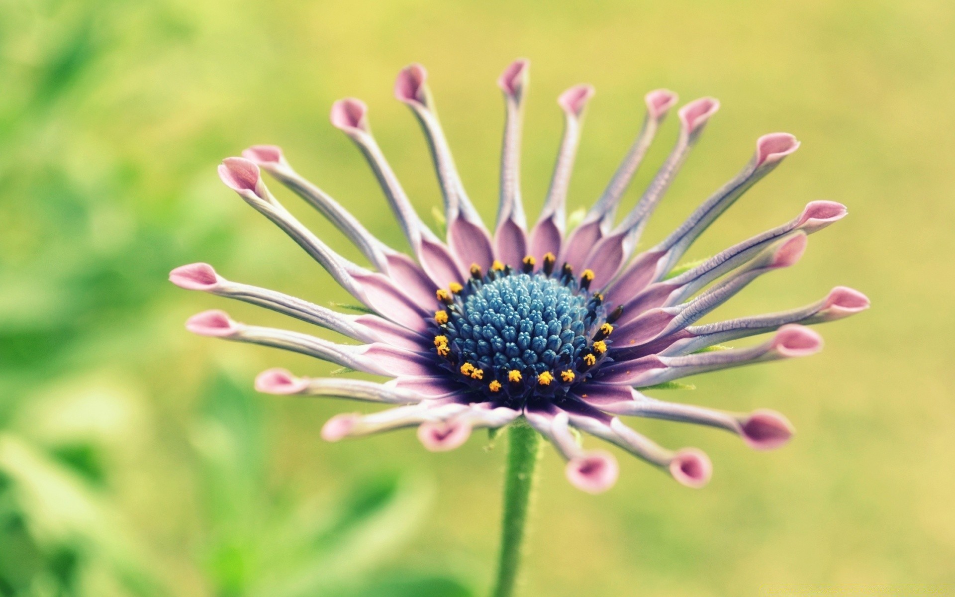 kwiaty natura kwiat flora lato kolor jasny zbliżenie piękny ogród kwiatowy płatek na zewnątrz liść pulpit sianokosy bluming trawa pole