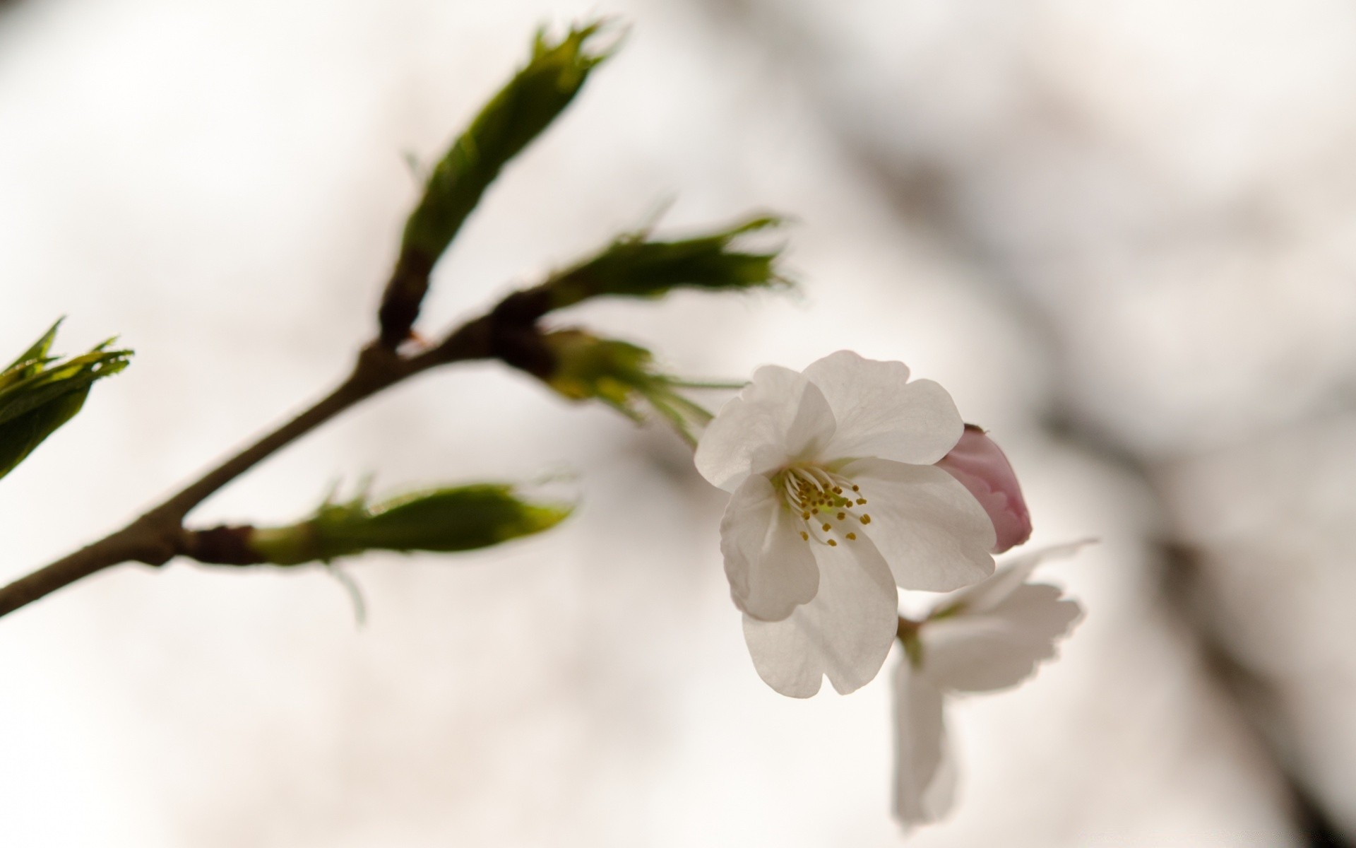 fleurs fleur nature flou feuille arbre branche cerise pomme flore copain délicat jardin dof à l extérieur croissance pétale beau temps bluming