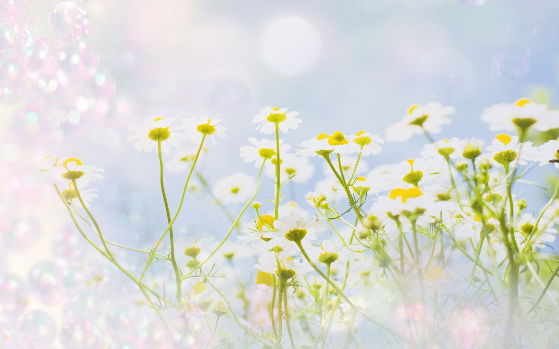 flowers flower summer hayfield flora field nature grass growth sun desktop season fair weather garden color lawn chamomile rural close-up floral sunny