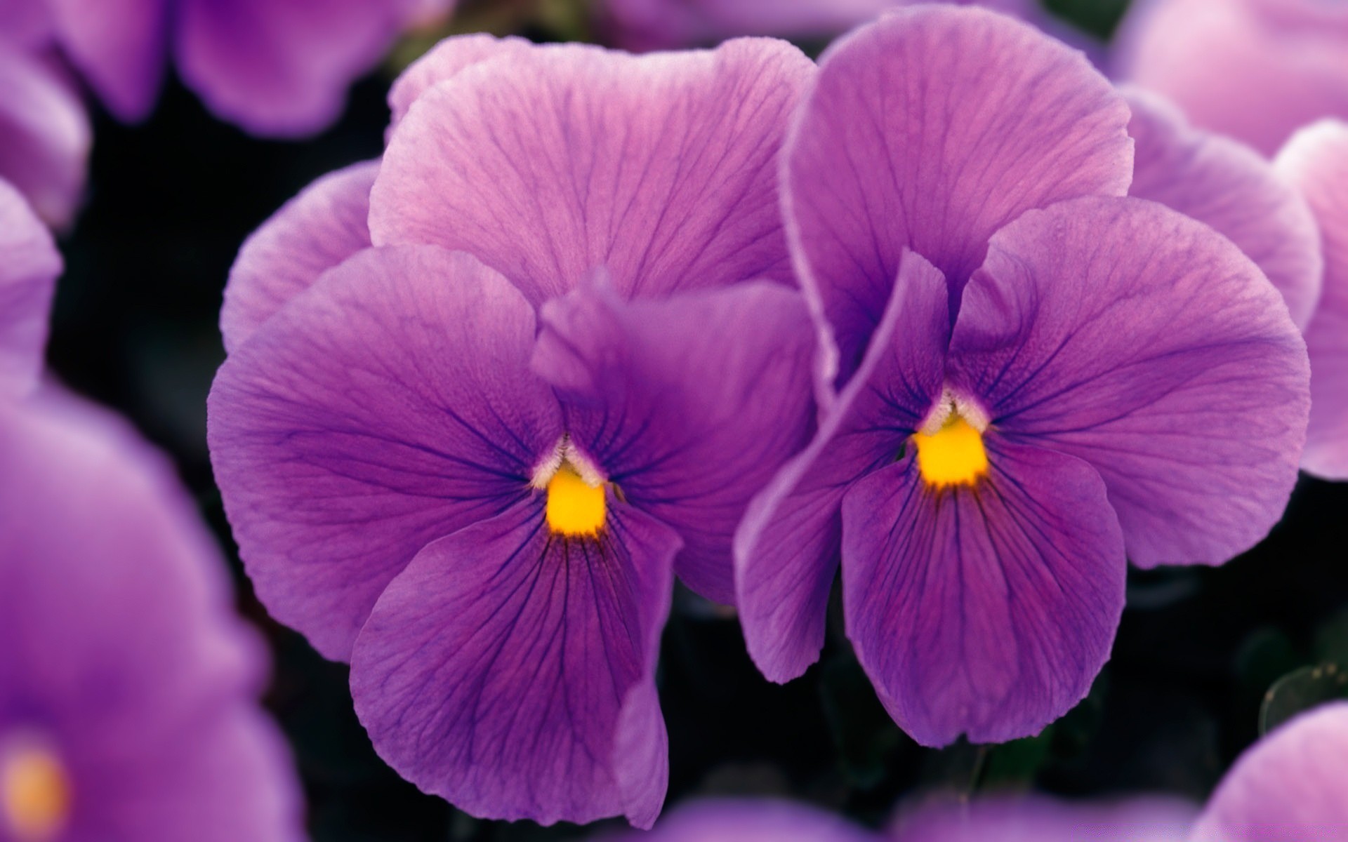 flowers flower nature color garden flora blooming petal violet bright