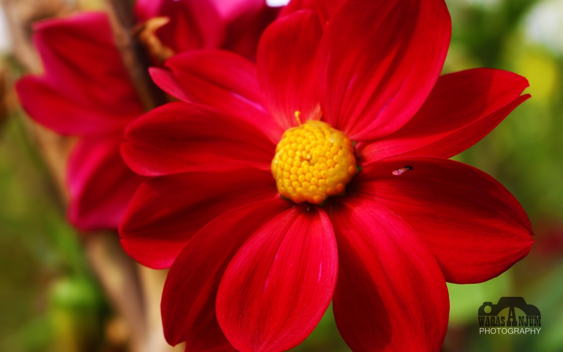 fleurs nature flore fleur été jardin lumineux feuille couleur croissance saison pétale à l extérieur gros plan bluming