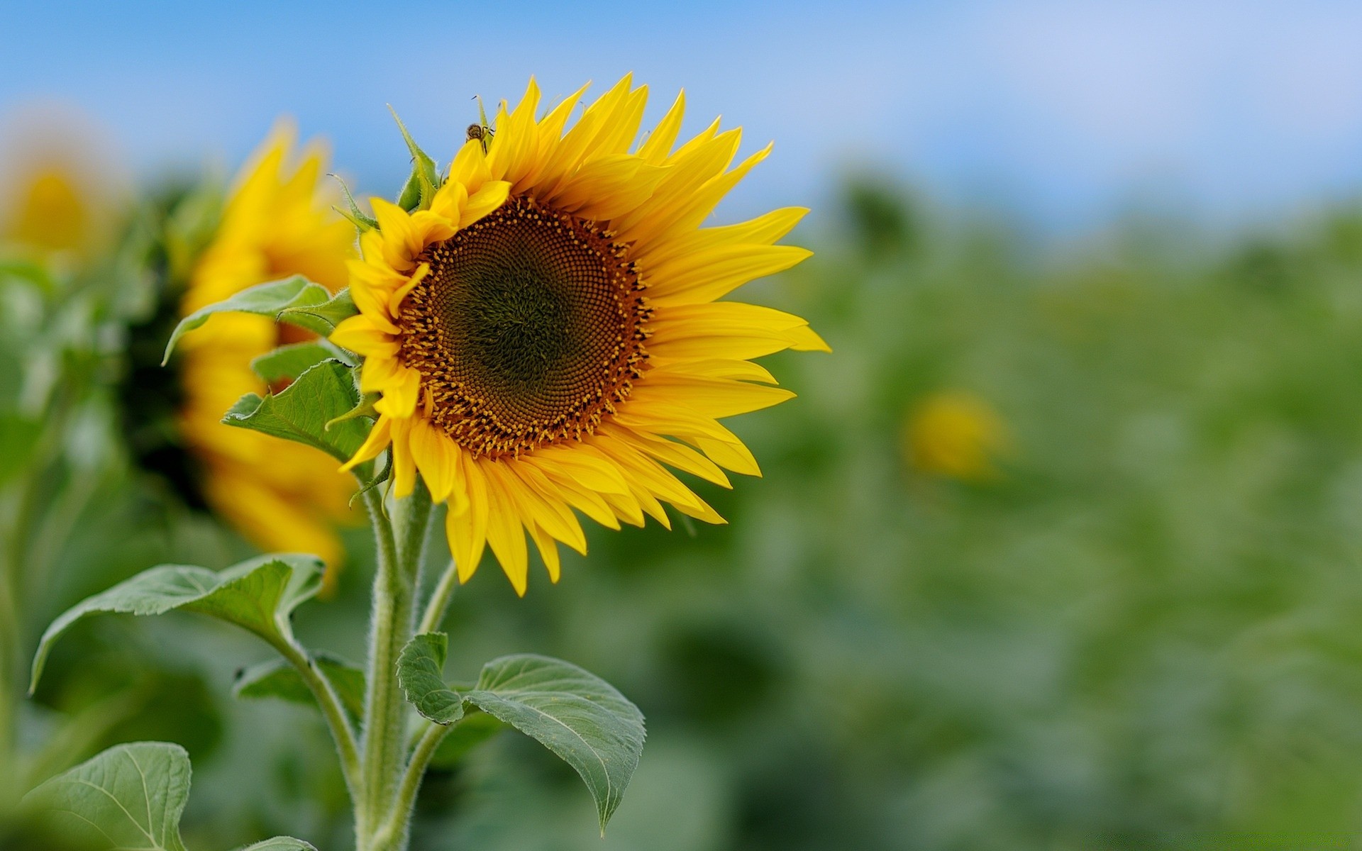 fleurs nature été flore feuille tournesol fleur champ croissance lumineux beau temps soleil rural ensoleillé jardin extérieur