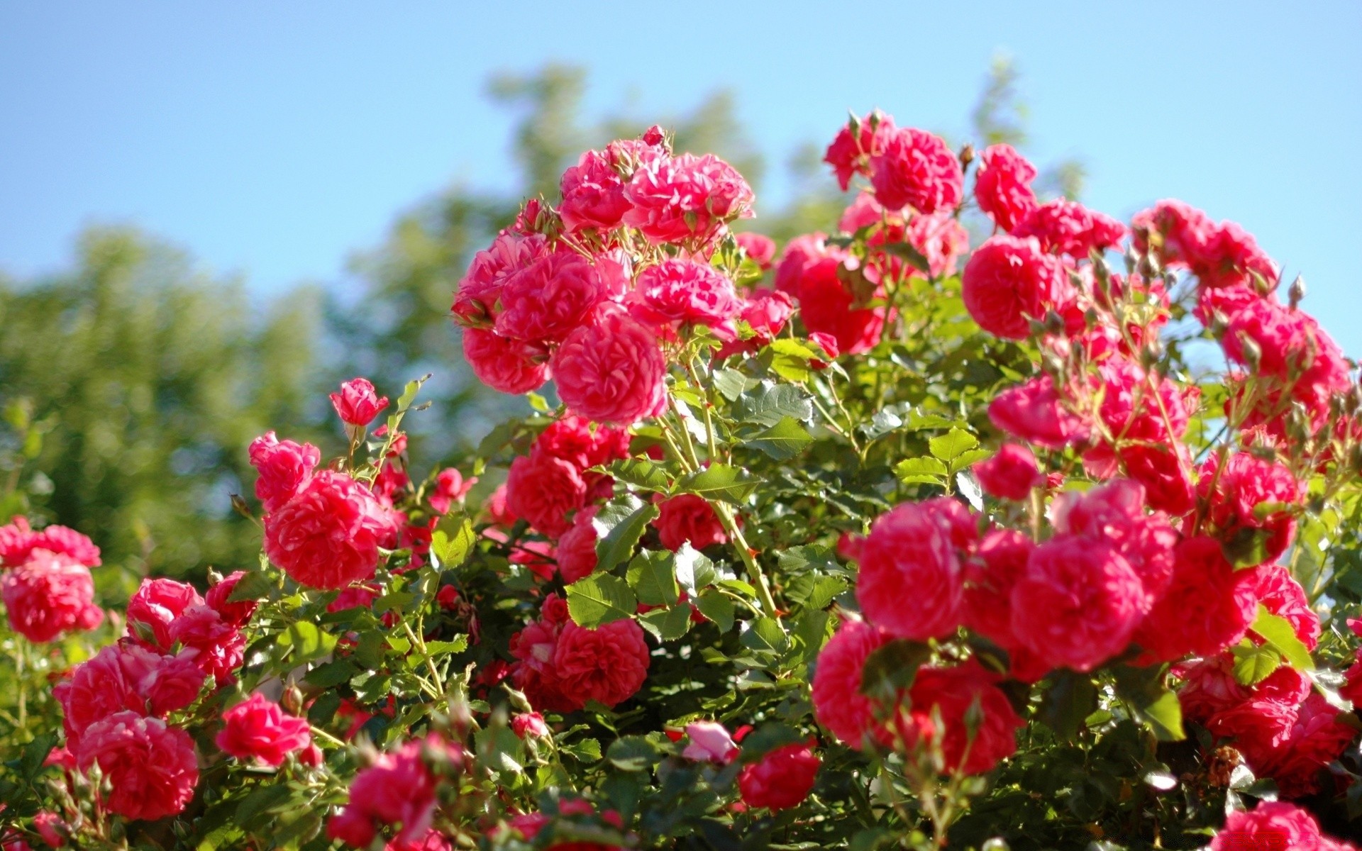 fleurs jardin nature fleur été flore bluming feuille floral pétale lumineux saison arbuste champ extérieur couleur ensoleillé belle croissance branche