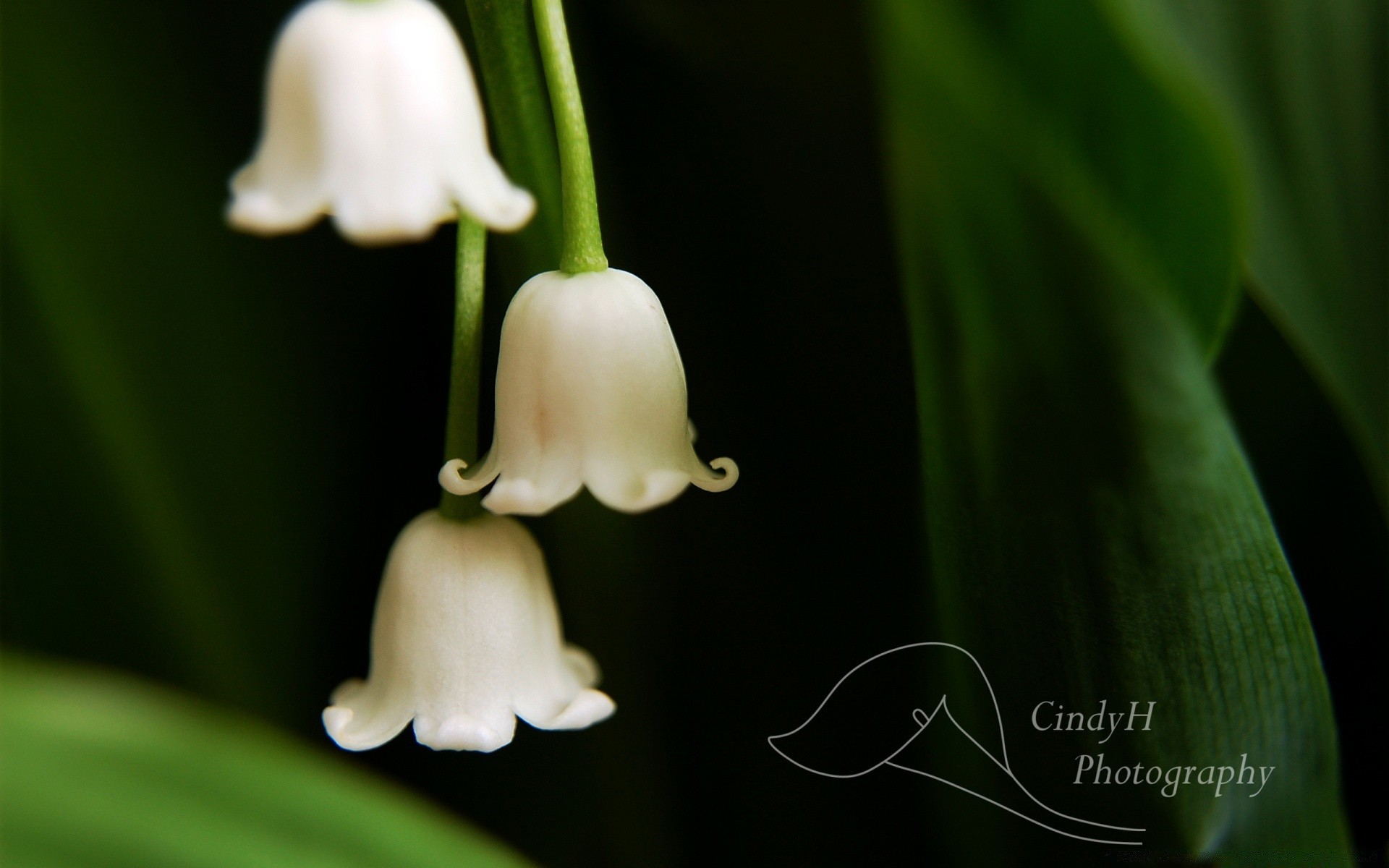 flowers nature leaf growth outdoors flora flower blur